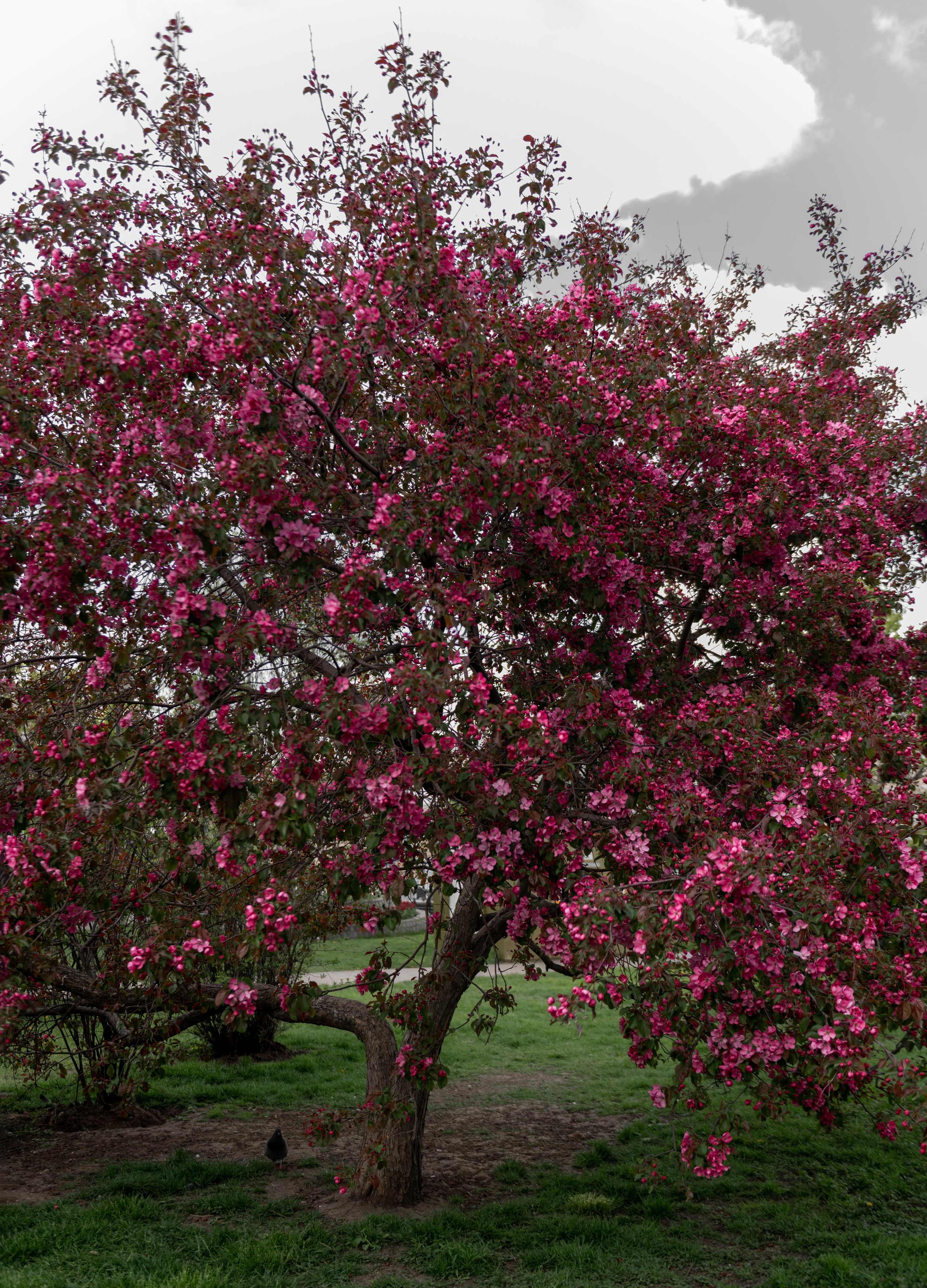 Някия. Свадебный фотограф Москва и МО Марина Мышко