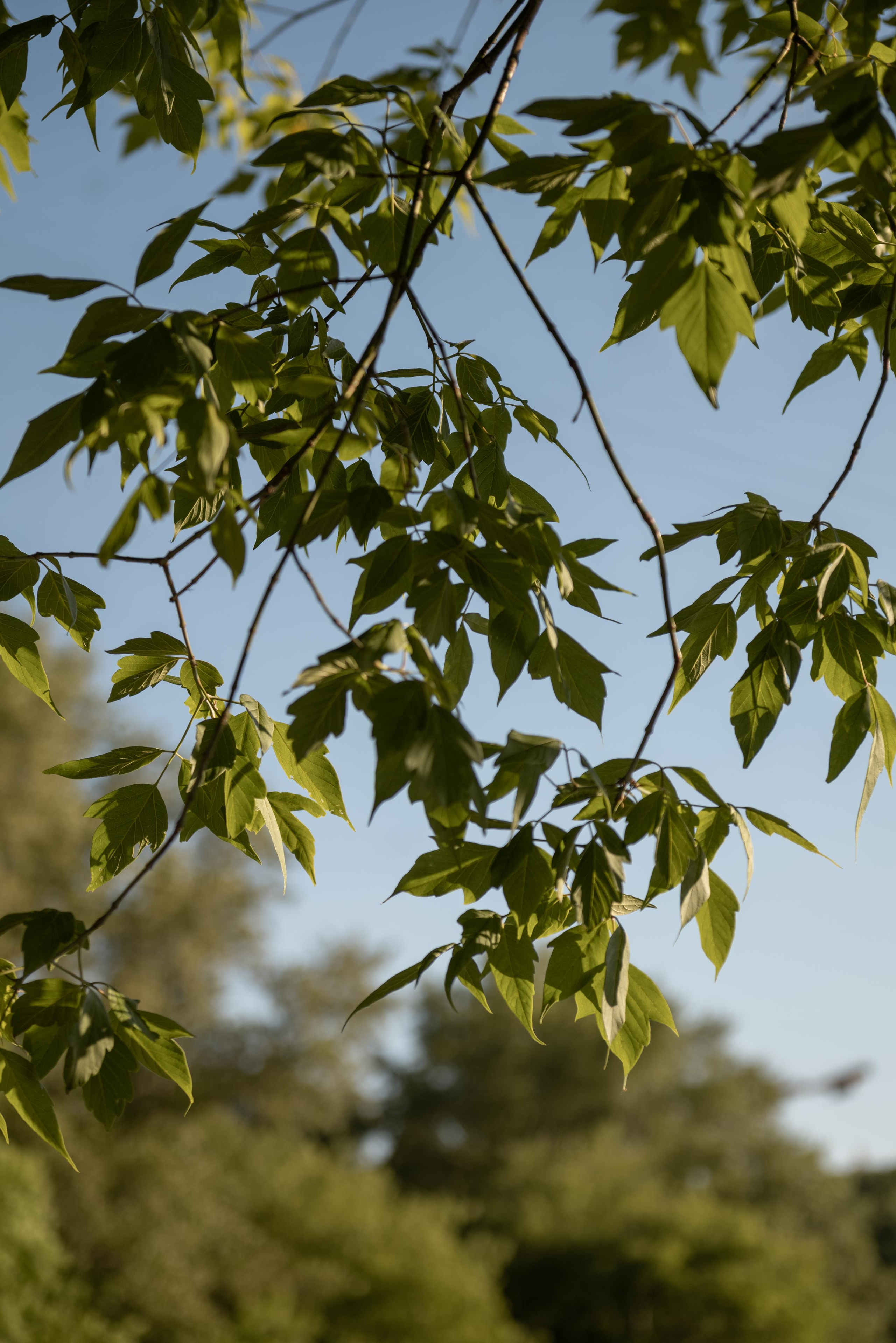 Анютка. Свадебный фотограф Москва и МО Марина Мышко
