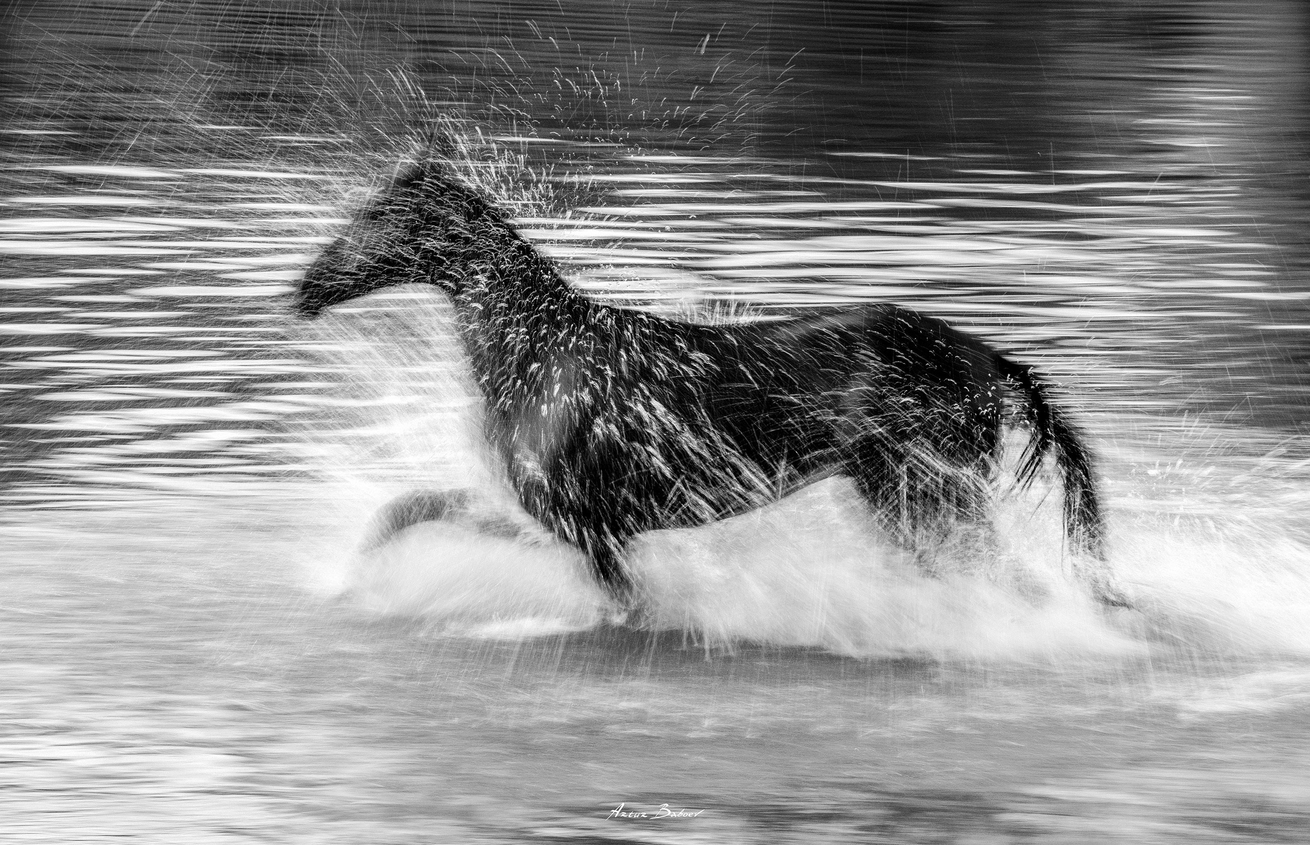 Gallery. Art photos of horses — ARTUR BABOEV | Photographer