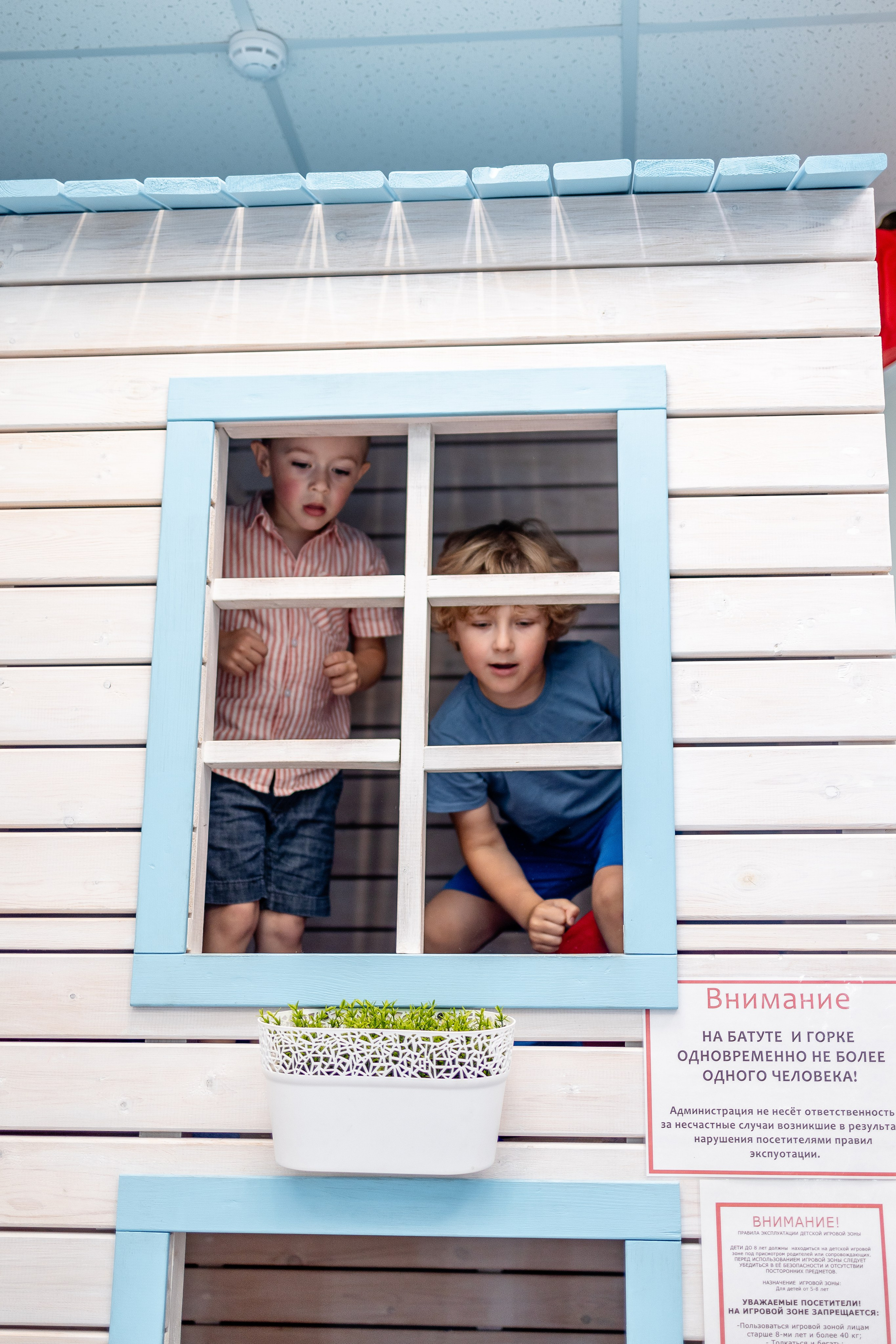 Авокадо. Фотограф Елена Медок Калининград