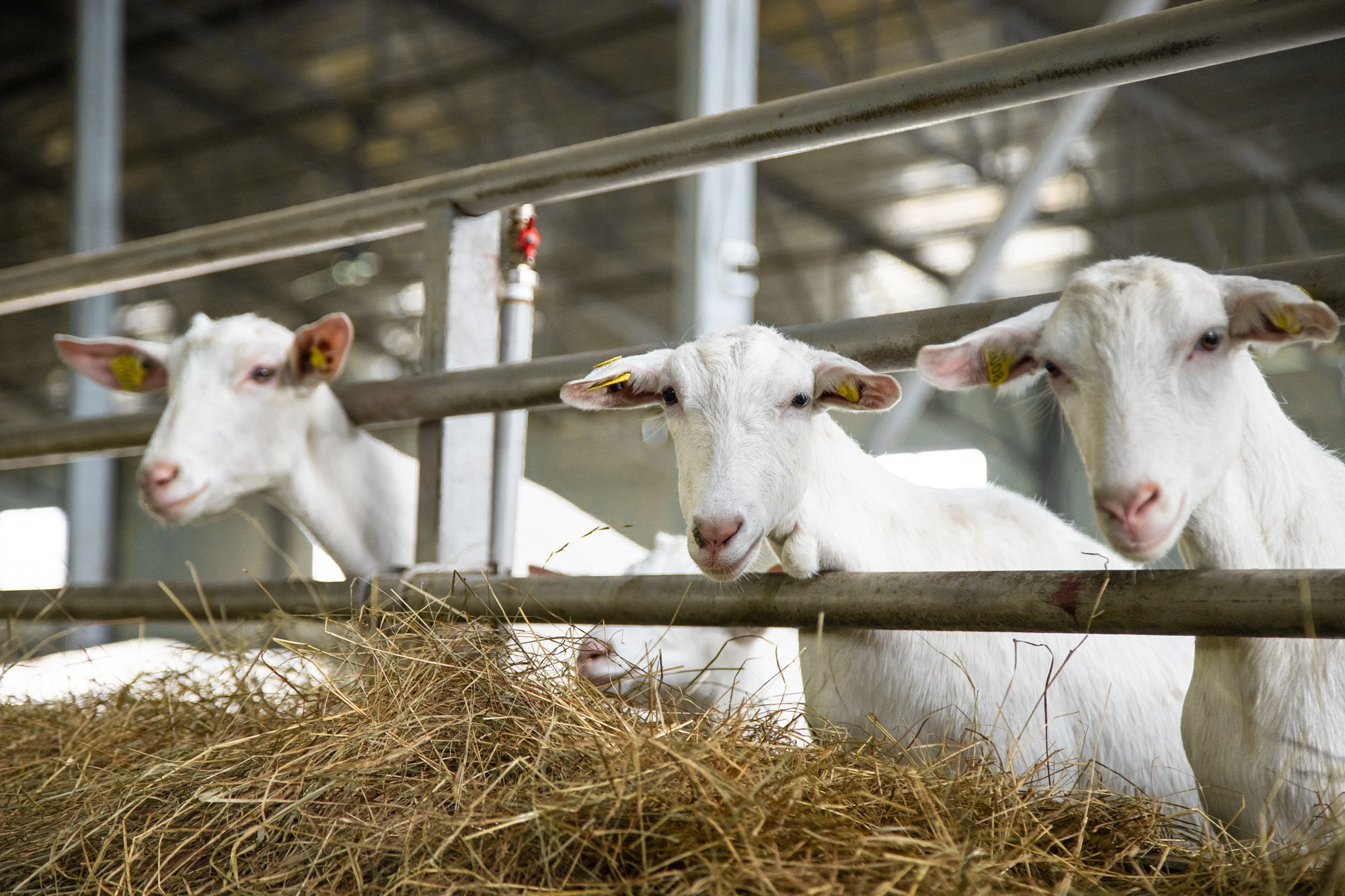 Козья ферма. Репортажный, промышленный и маркетплейс-фотограф Дмитрий Чернат