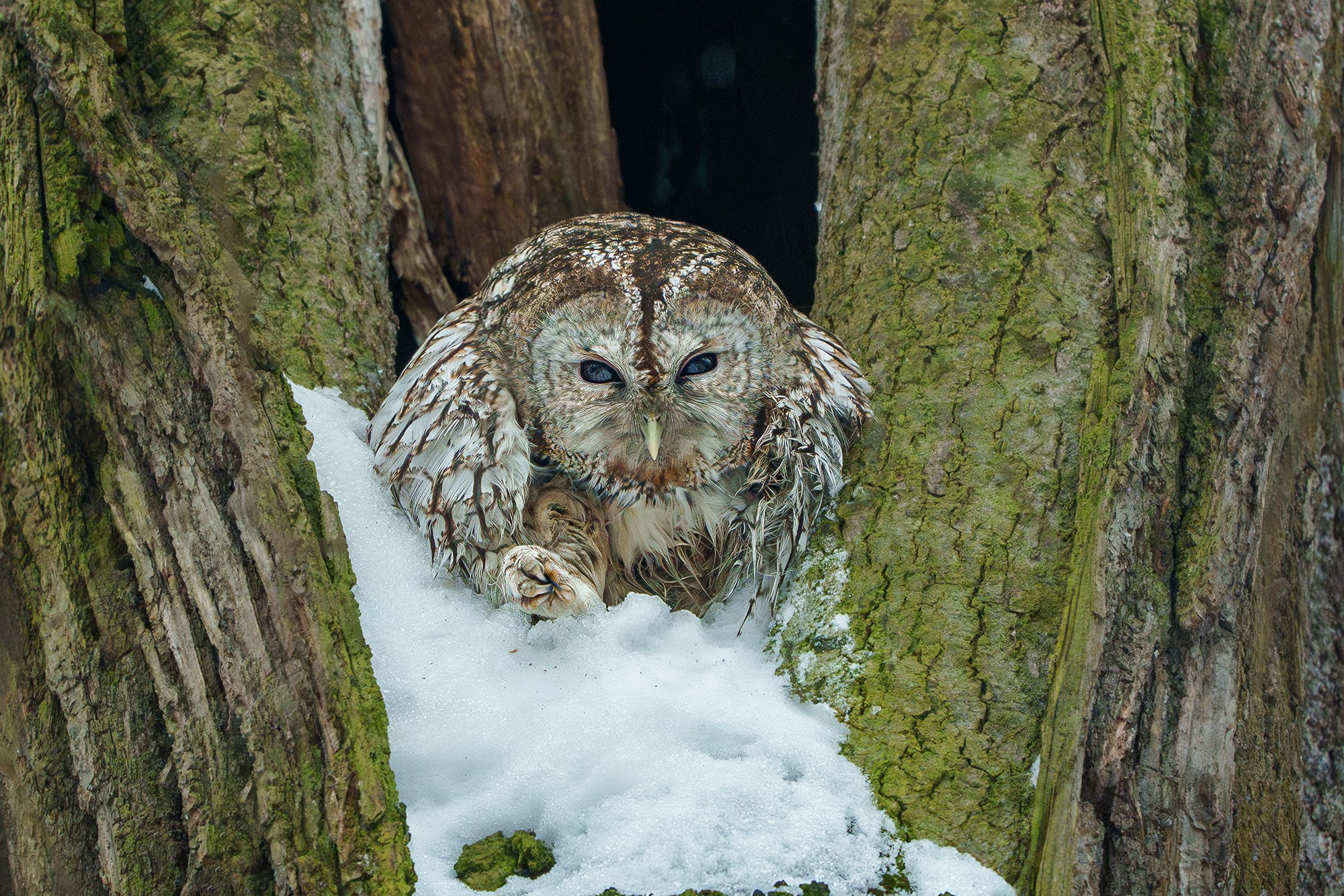 Удивительные мир птиц. Вокруг нас столько прекрасного — присмотритесь!. Ваш личный фотограф Марина Волкова