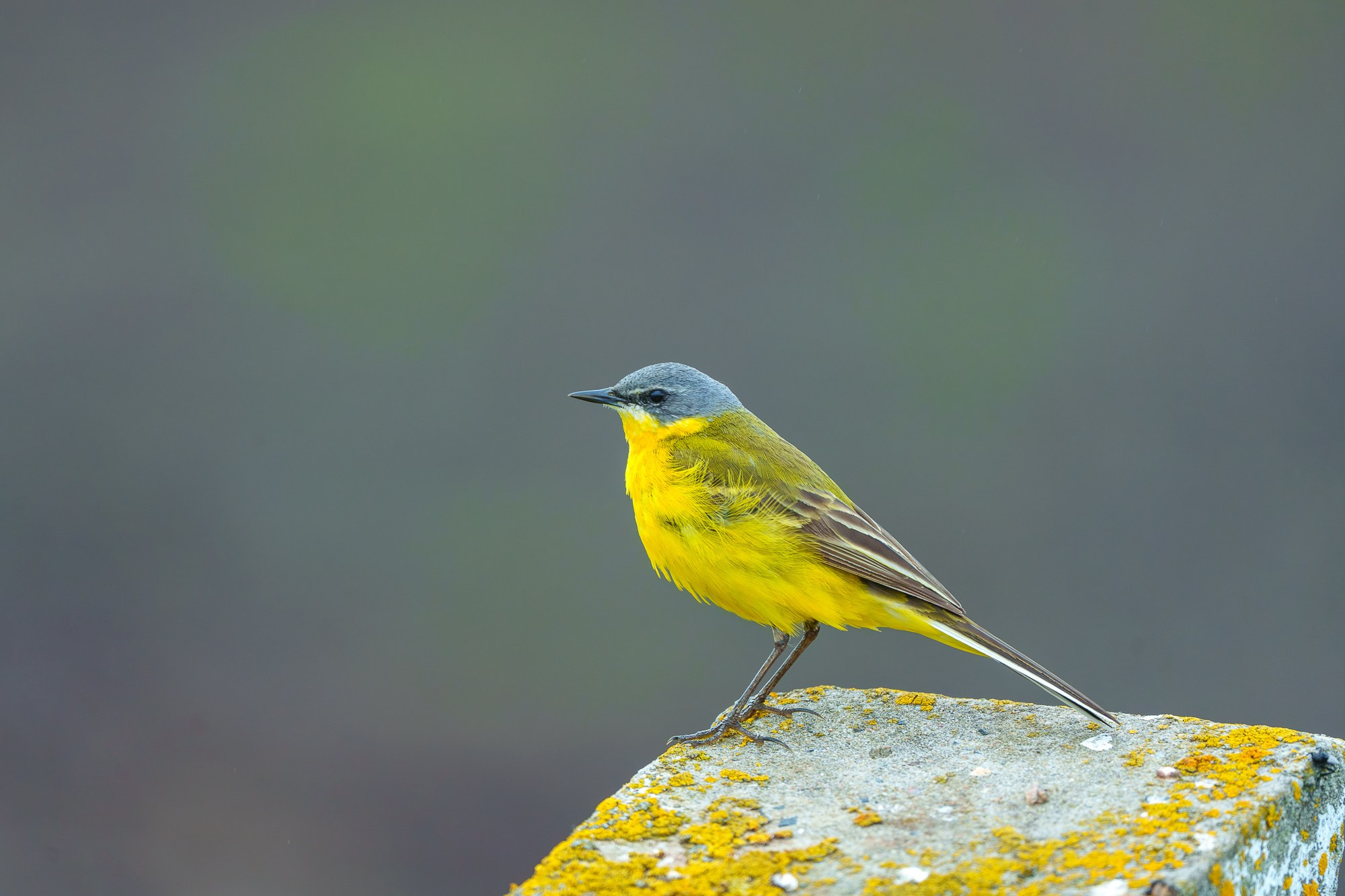 Удивительные мир птиц. Вокруг нас столько прекрасного — присмотритесь!. Ваш личный фотограф Марина Волкова