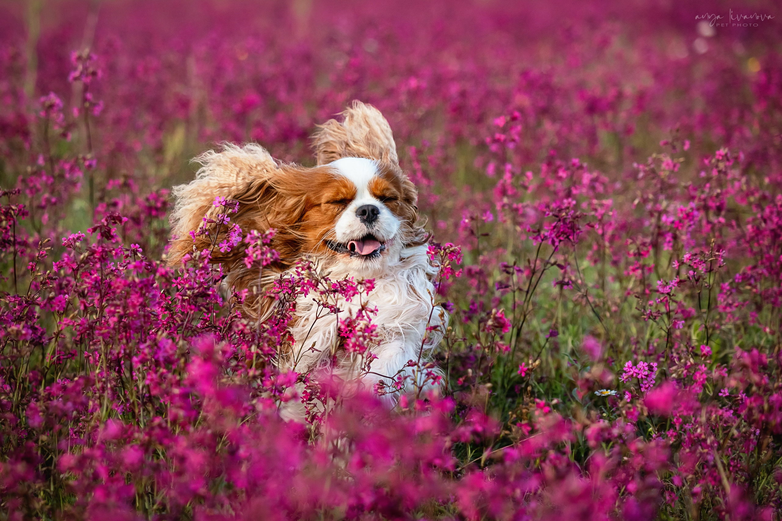 Смолка клейкая. Фотограф анималист Аня Ливанова | Рыбинск