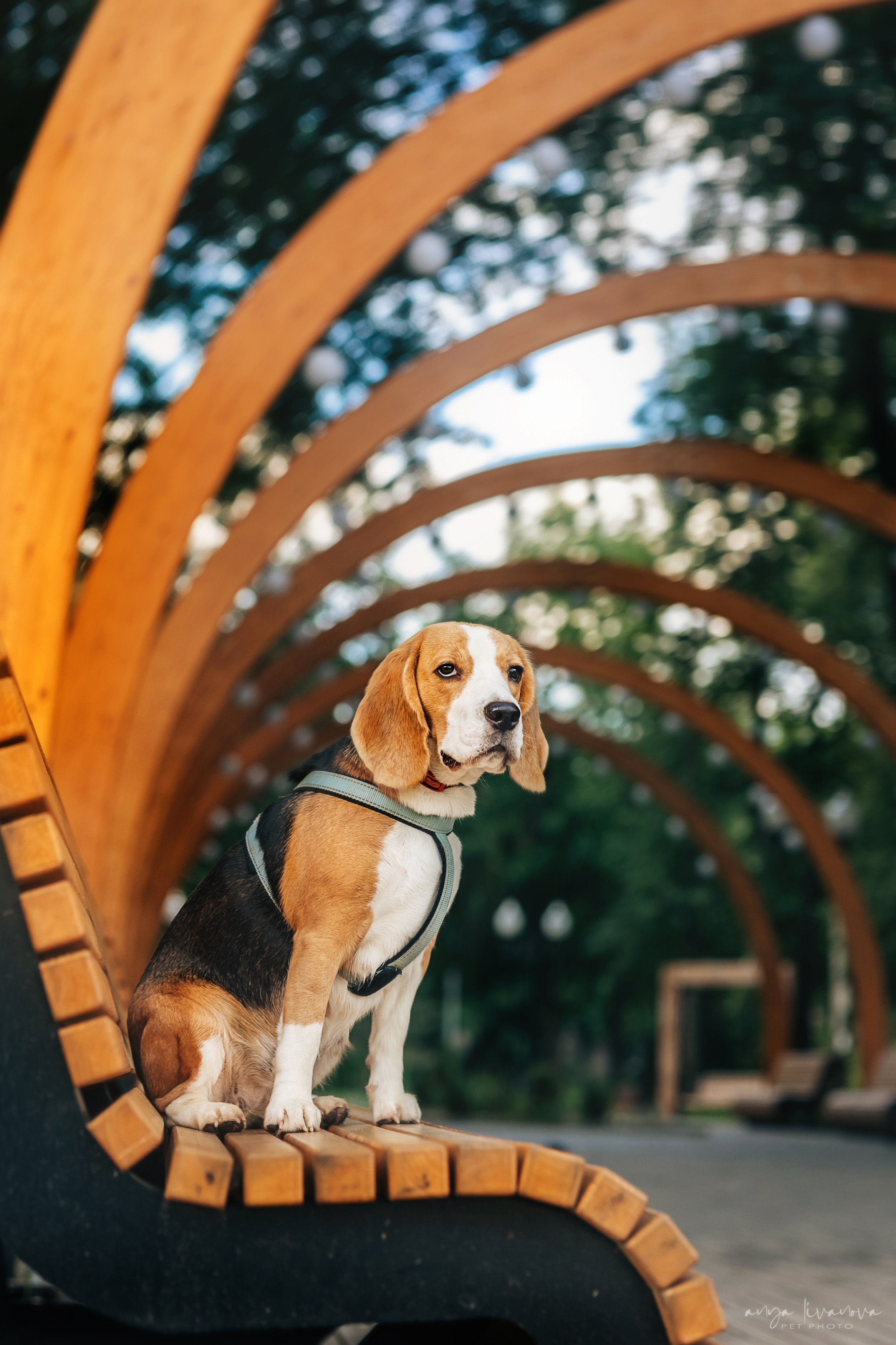 Диана и Дафна. Фотограф анималист Аня Ливанова | Рыбинск