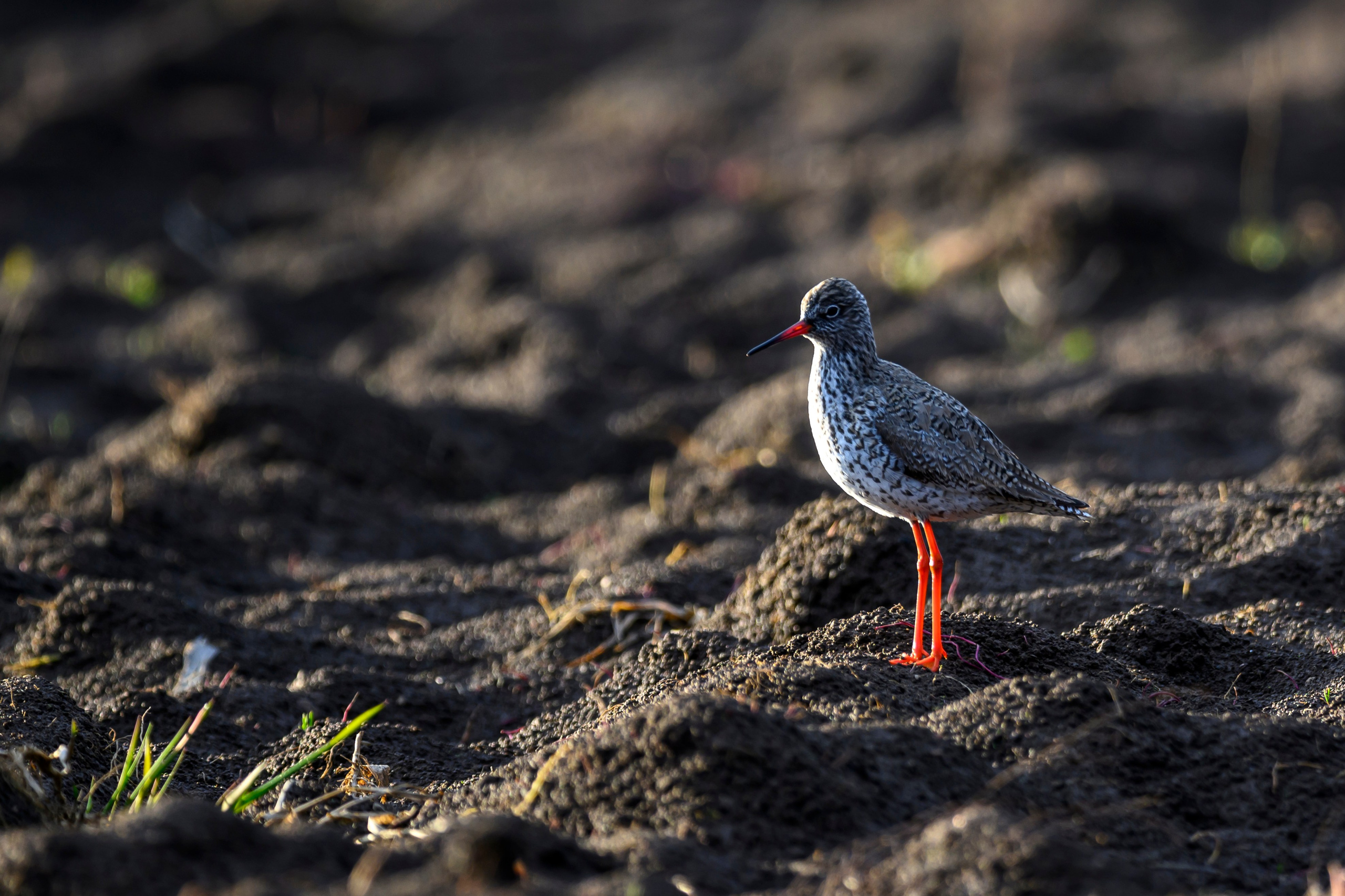 Дуплет скопы. Wildlife photography by Sergey Puponin