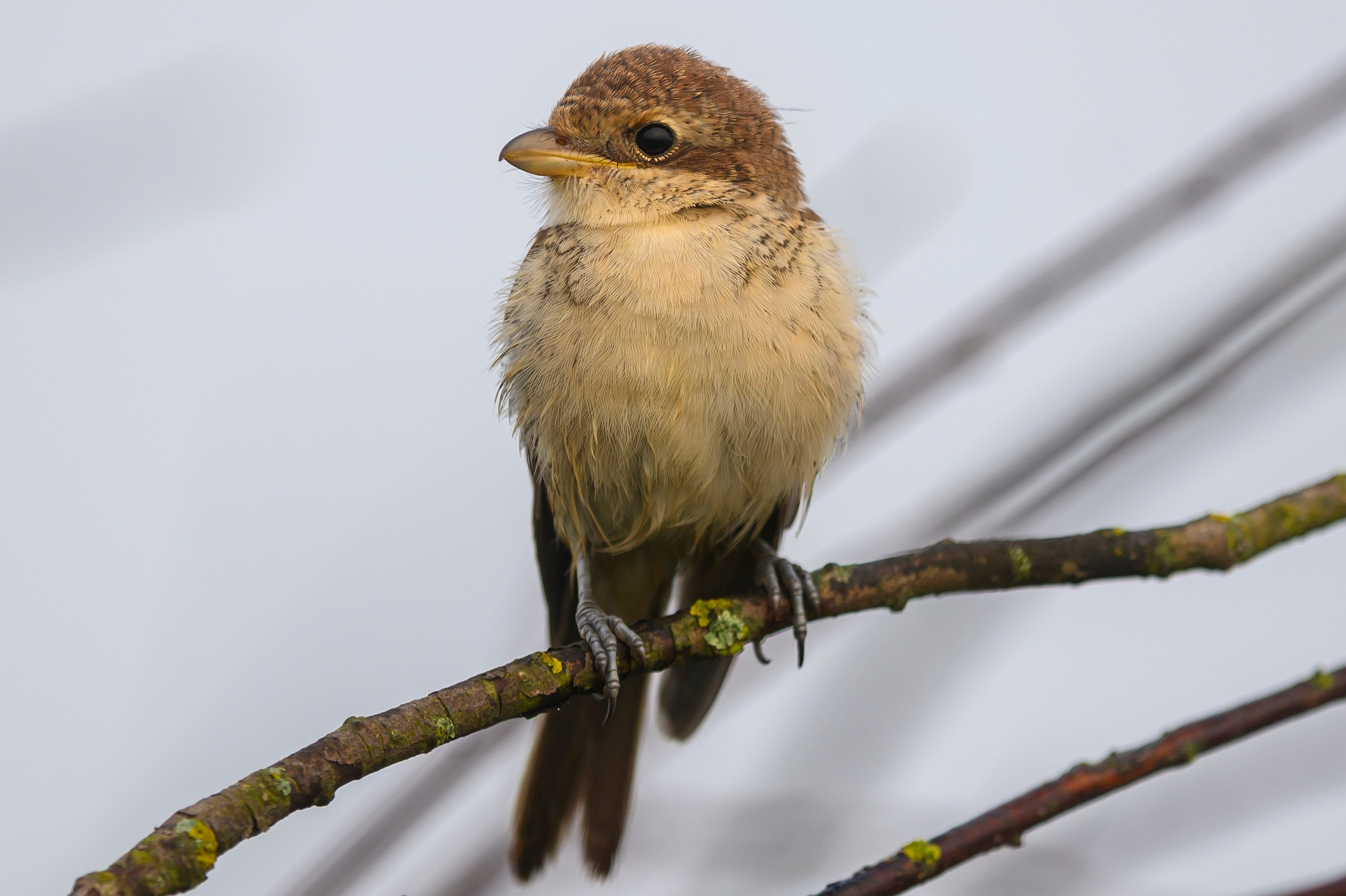 Совята и жуланы. Owlets and Shrikes. Фотограф Сергей Пупонин