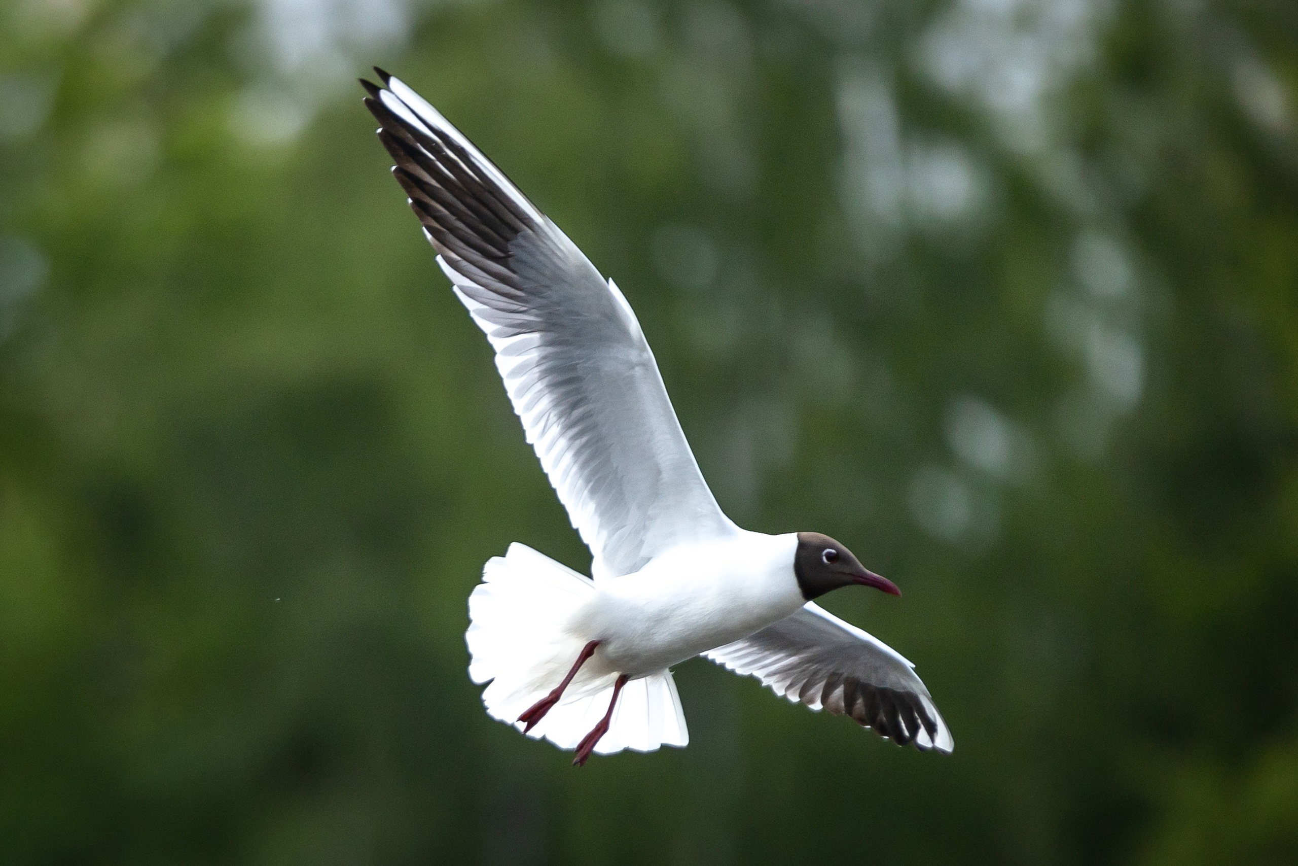 Птицы. Фотограф Владимир Охрименко