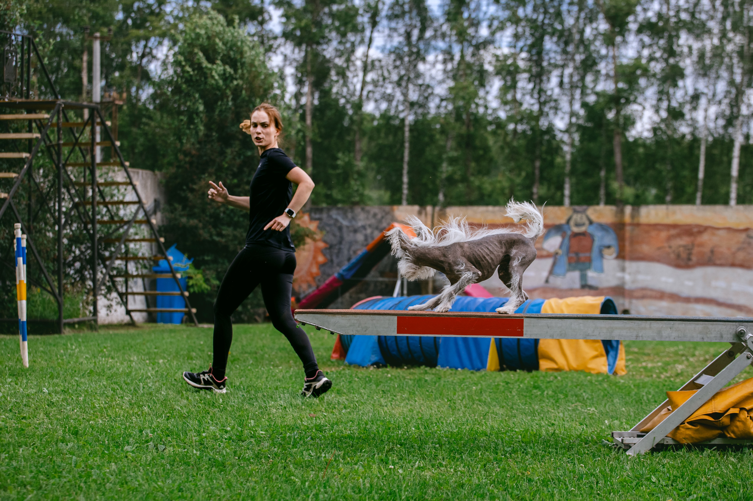 Соревнования по аджилити Долгопрудный 30.06.2025. Фотограф-анималист Татьяна Степанова