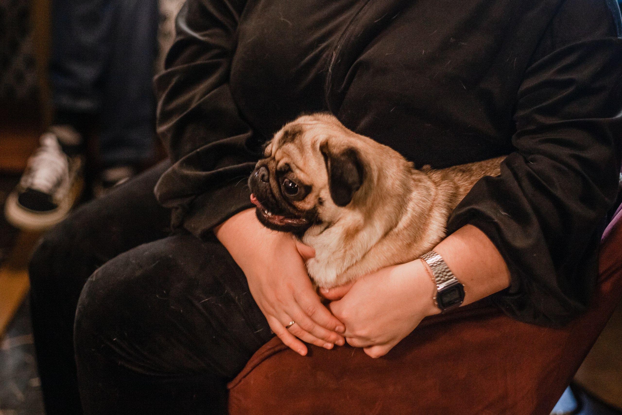 Мопсовстреча 02.12.2023. Фотограф-анималист Татьяна Степанова