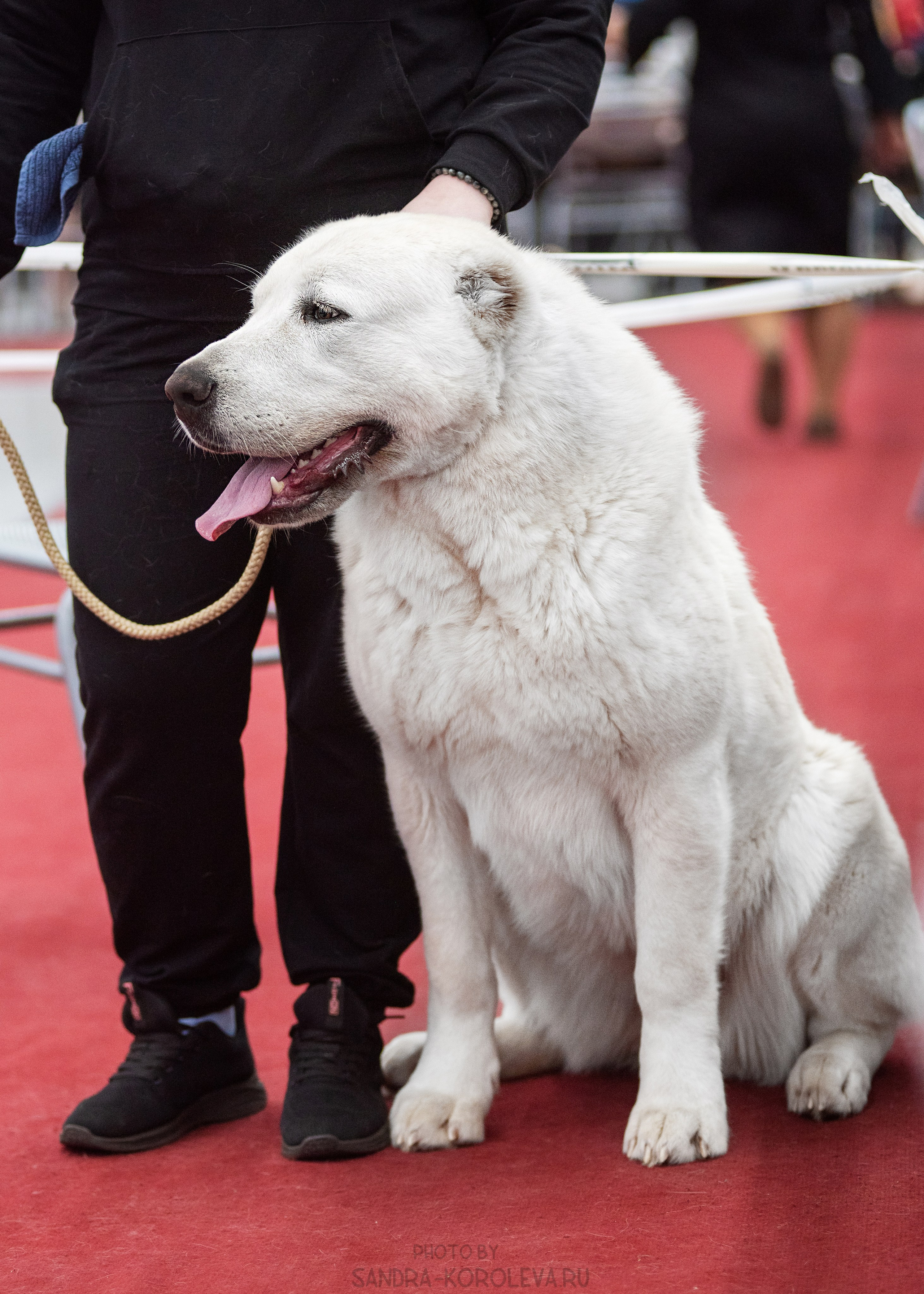 Выставка собак тюмень 14.01.2023. Дог-фотограф в Тюмени Александра Королева