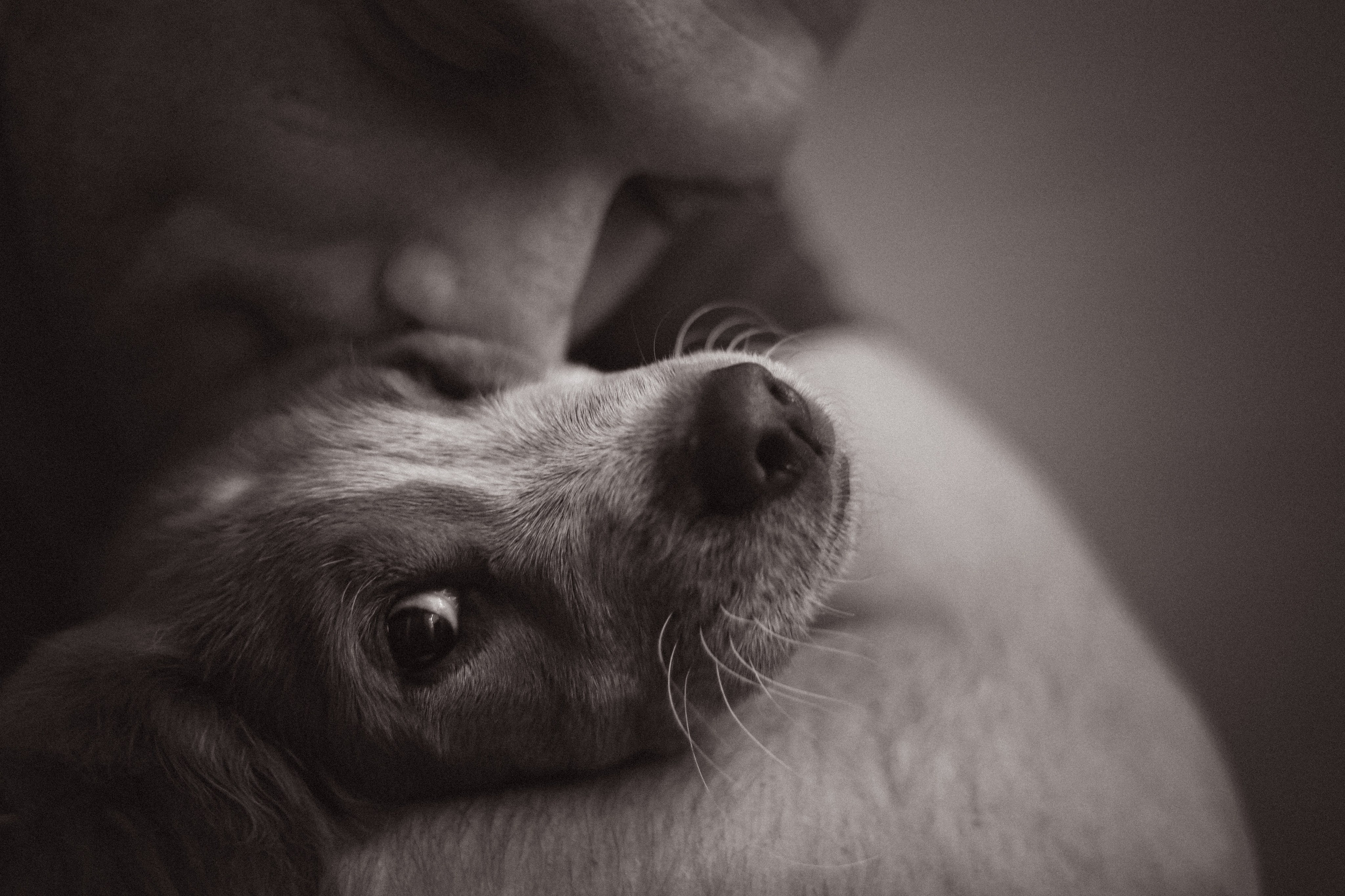 Животные. Фотограф в Москве Бастракова Юлия