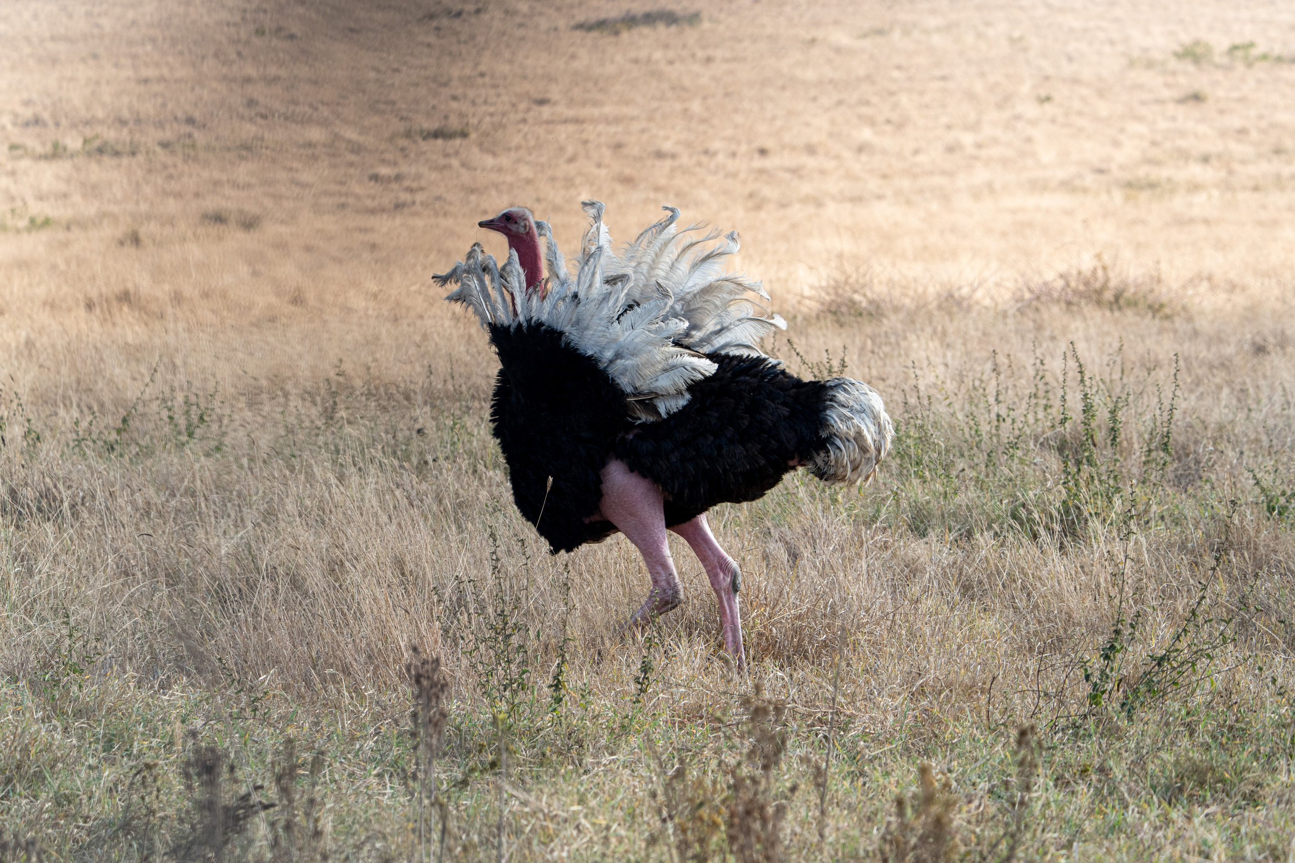 Танзания, сафари, 2025. Творческие сьемки