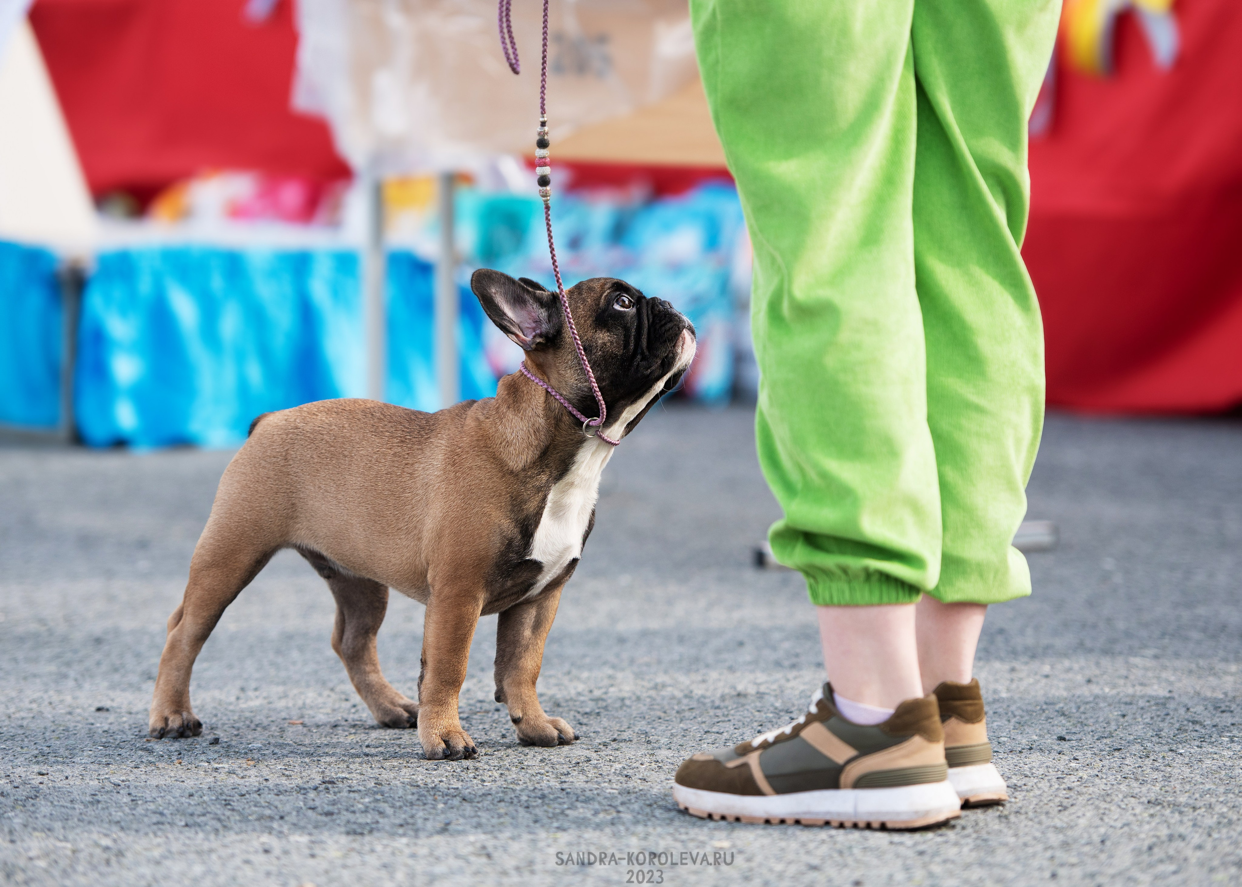 Выставка собак Тюмень 02.09.2023. Дог-фотограф в Тюмени Александра Королева