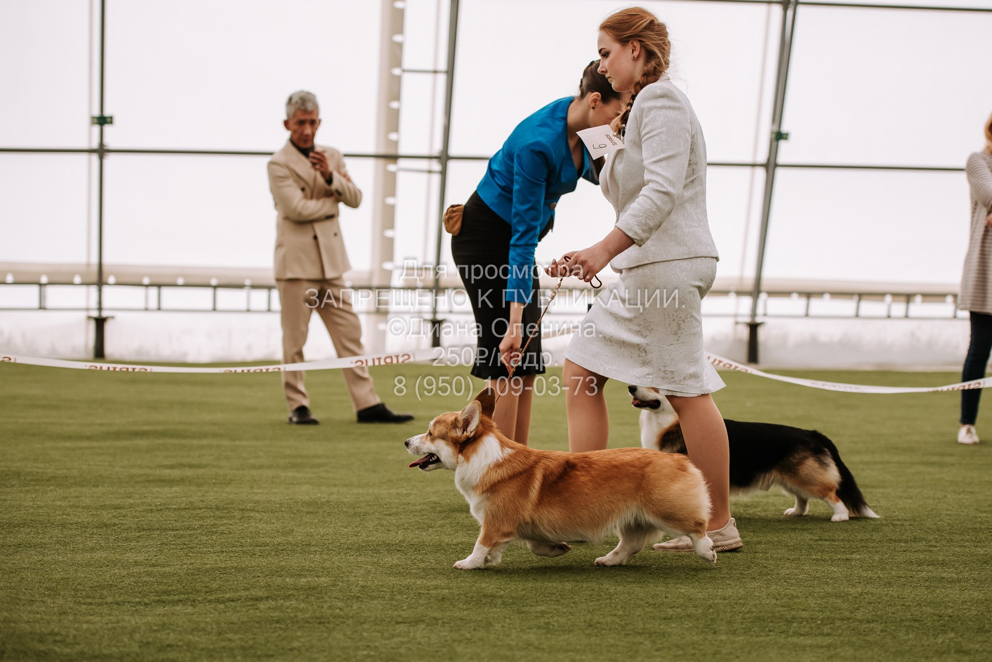 Выставка собак Красноярск 2.06. Фотограф Диана Оленина Красноярск / Братск