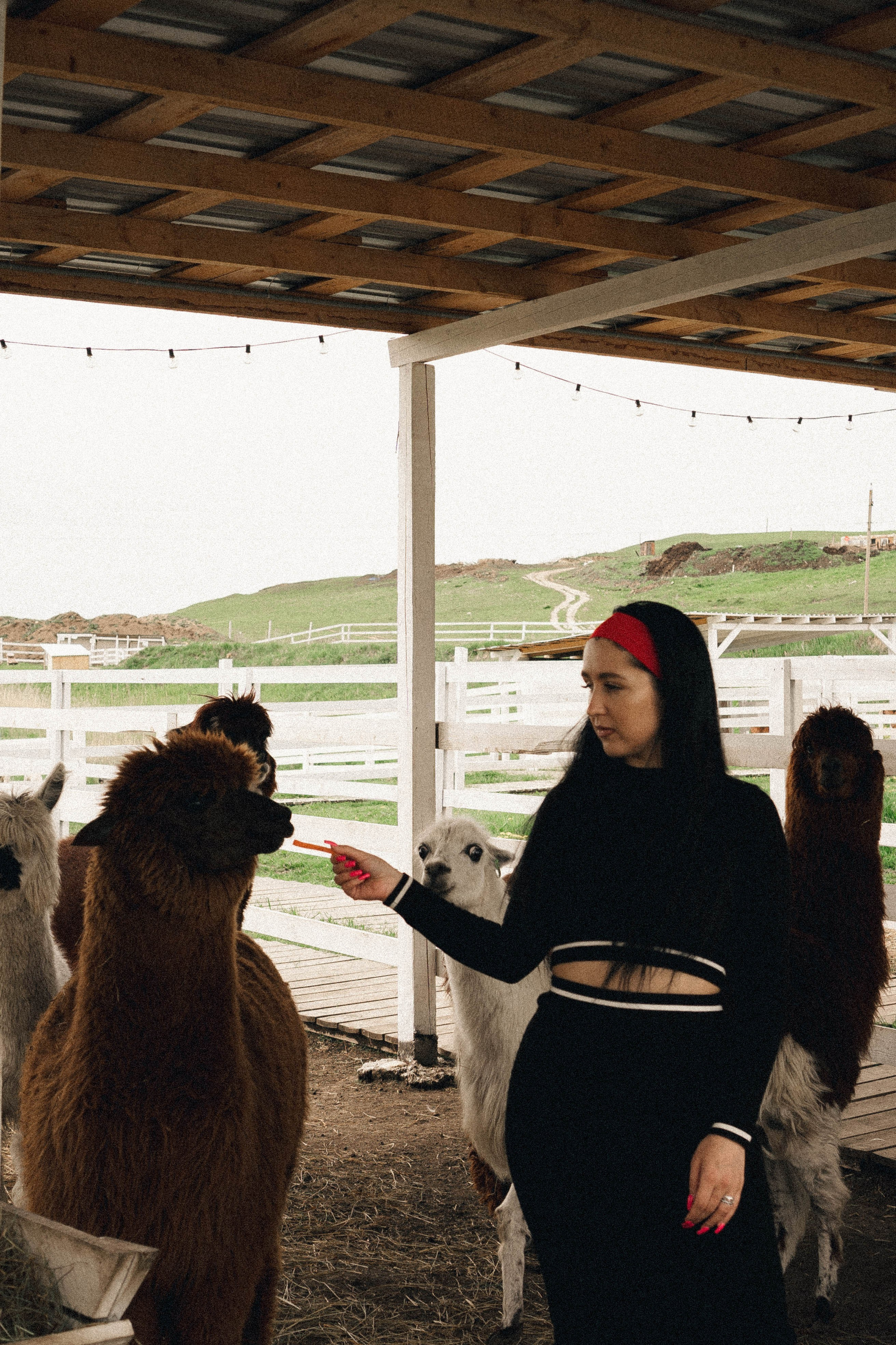 Ферма Альпак. Профессиональный фотограф, Санкт-Петербург — Виктория Богомолова