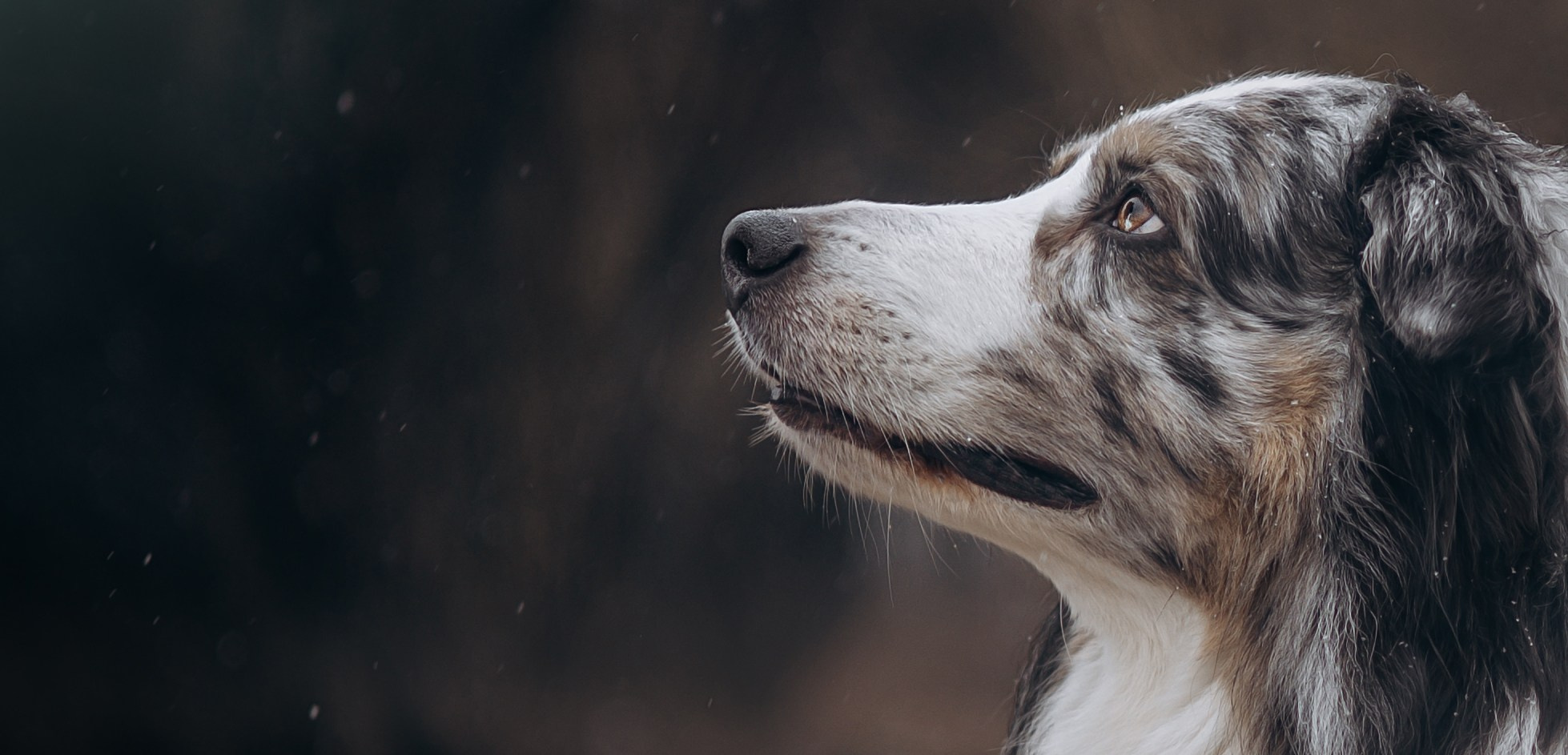 Фотограф животных Евгения Верцинская