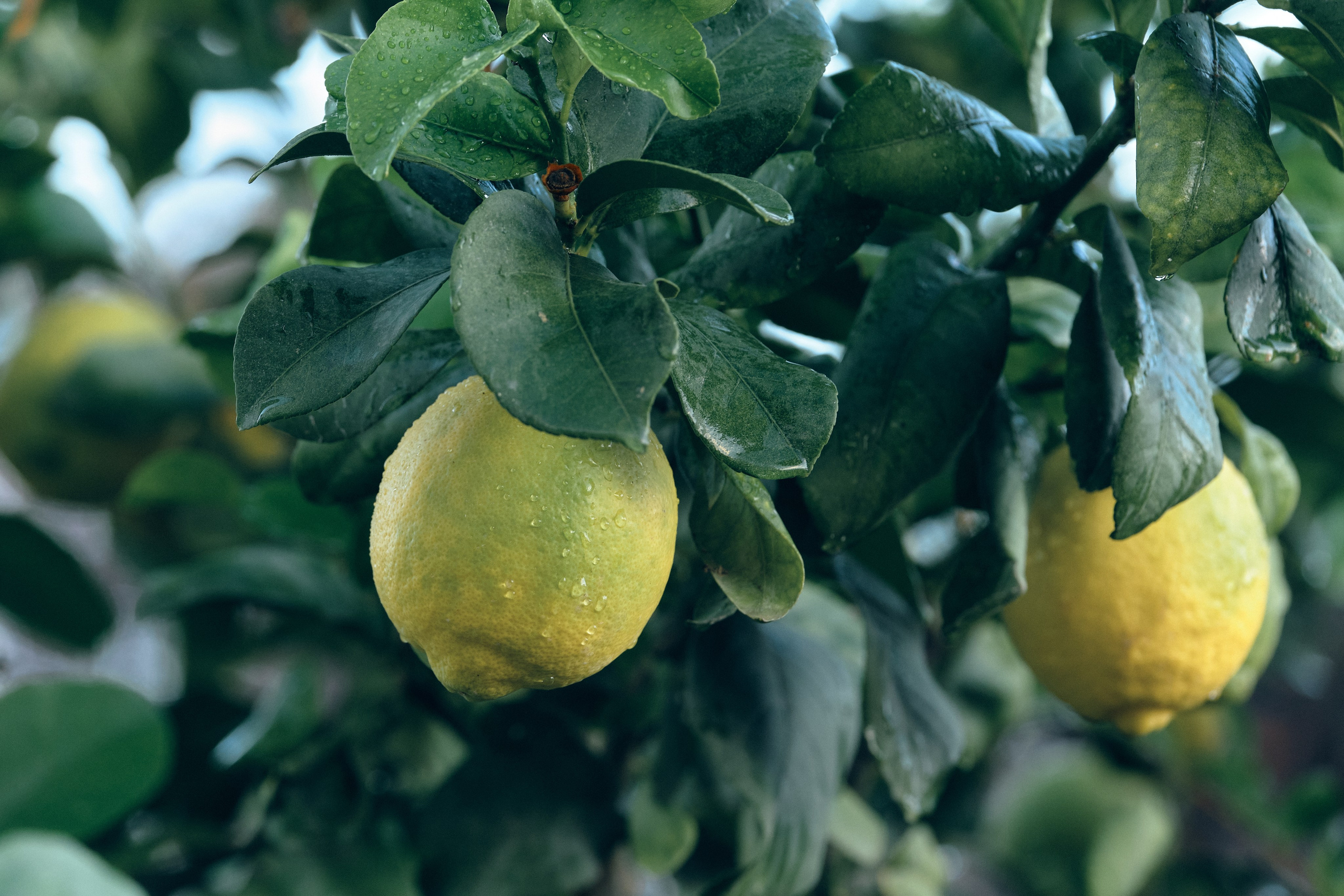 Cyprus > 2023 / kat. Aleksandr Kobtsev