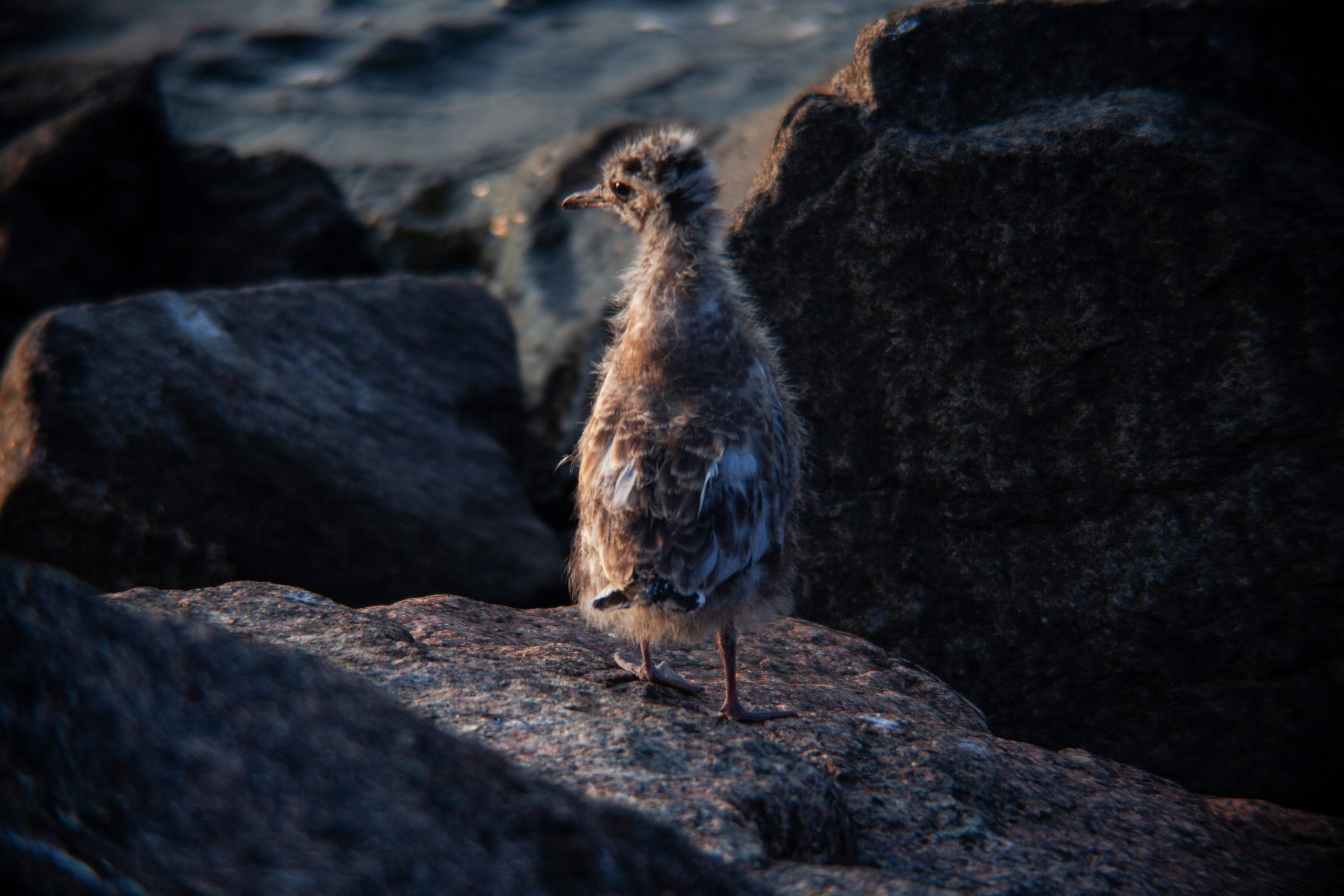 Птичий базар на заливе. Фотограф Адигамова Юлия в Петербурге