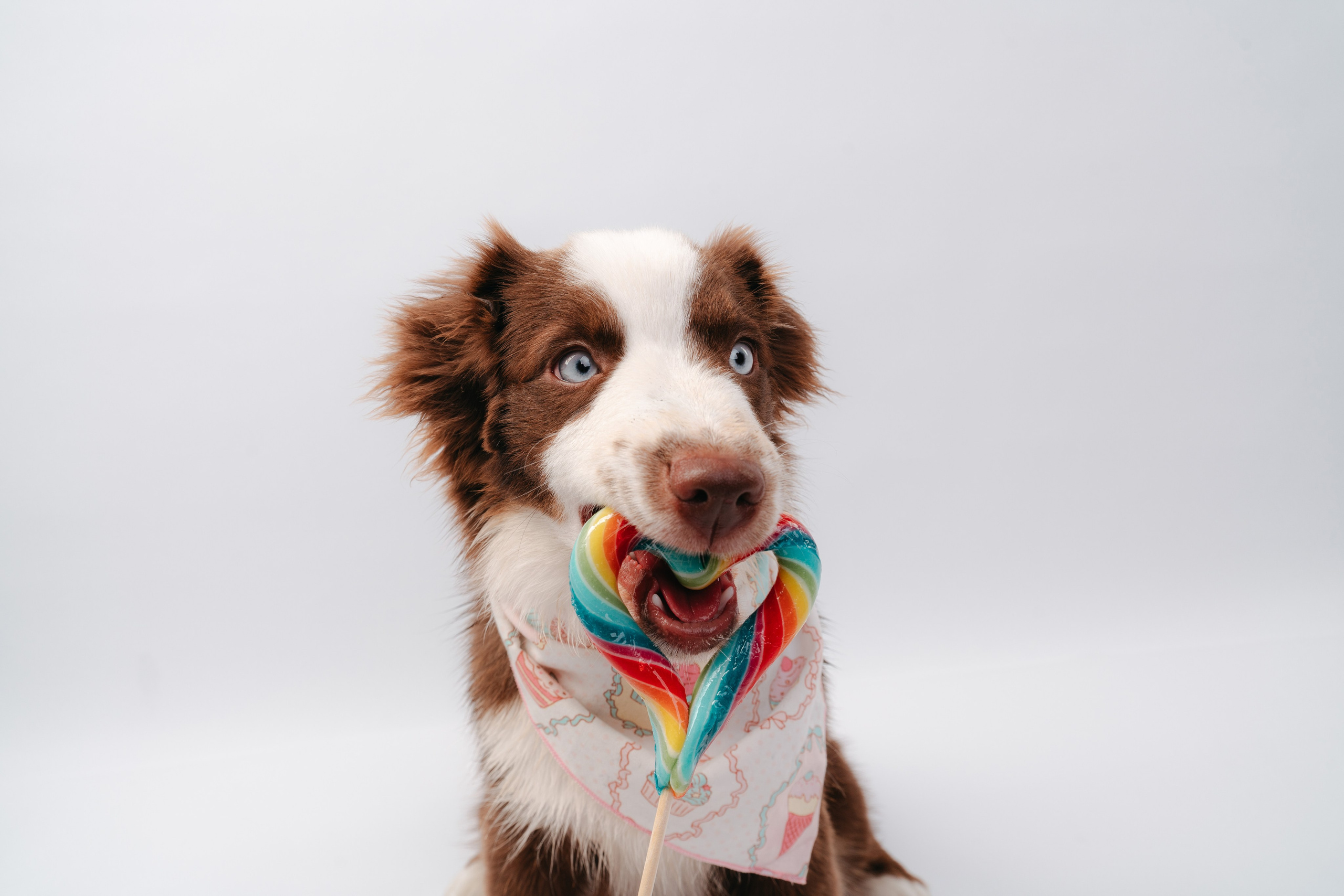 Миниаусси Дайс. Фотограф анималист Осипчикова Мария