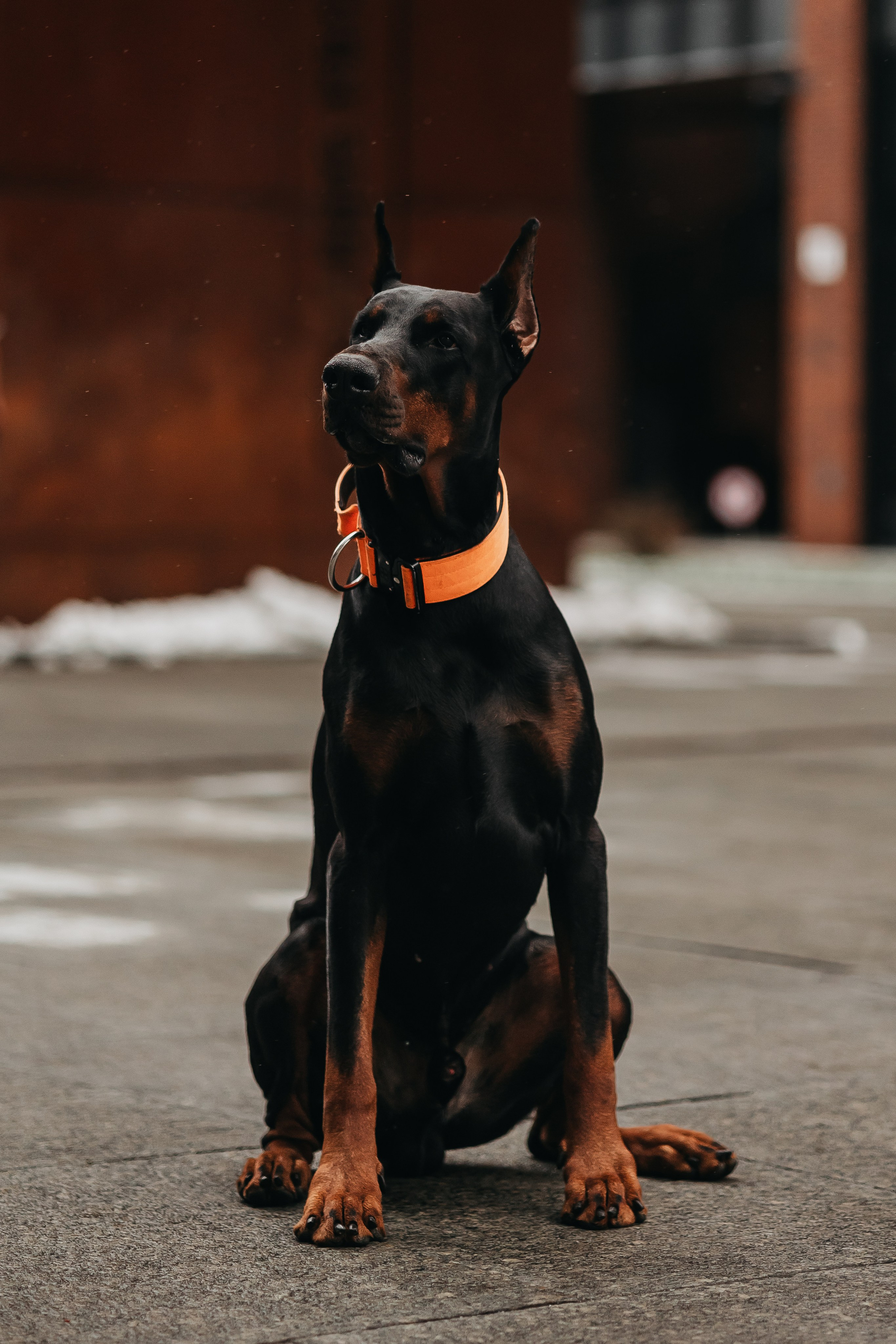 Дари и Гранд. Фотограф-анималист в Санкт-Петербурге Алина Яхонт