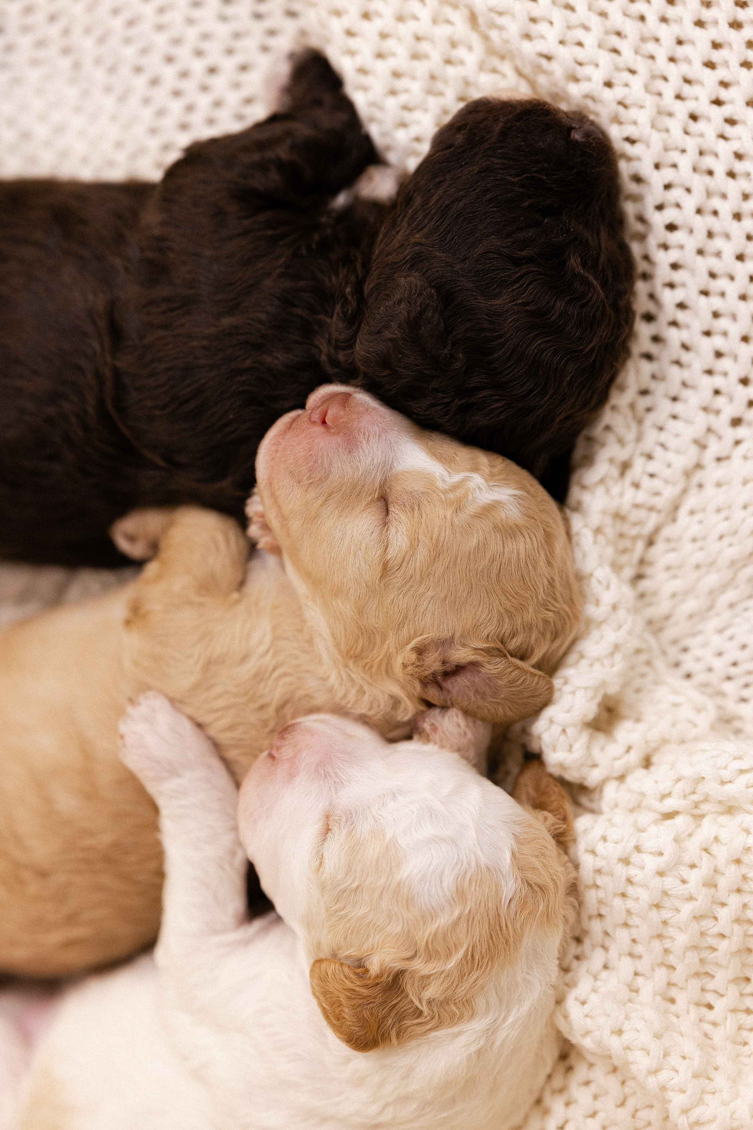 Лаготто Романьоло. Фотограф и видеограф анималист Аганина Дарья
