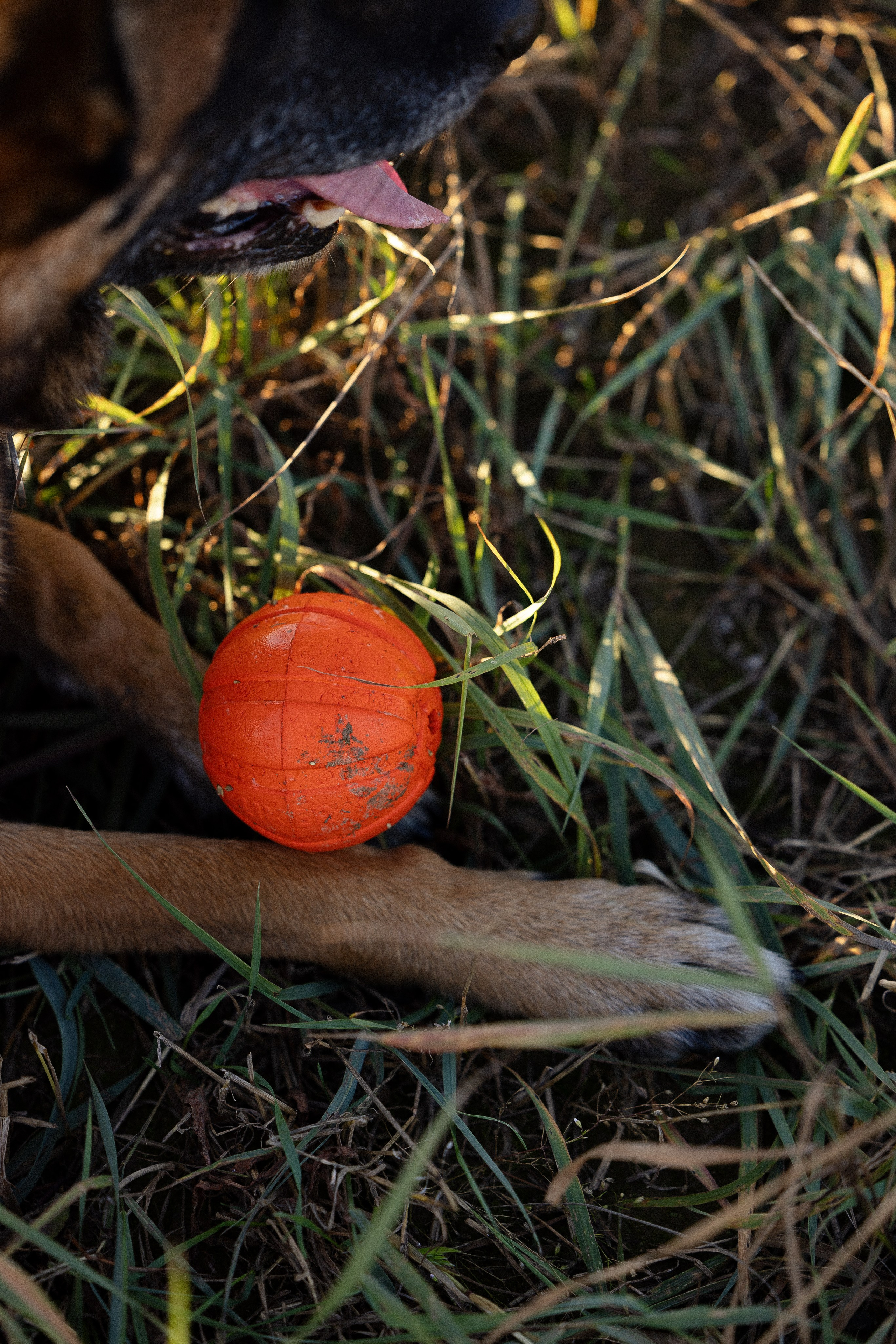 Женя, Афра и Молли. Фотограф и видеограф анималист Аганина Дарья