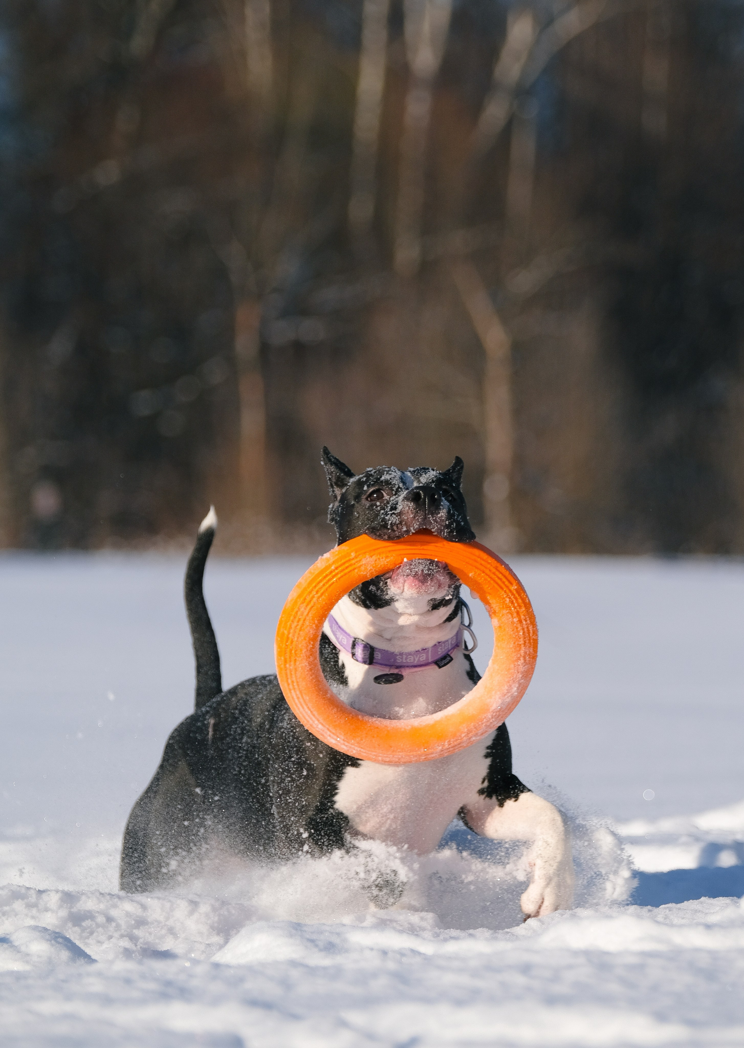 Баста и Эйгон. Фотограф и видеограф анималист Аганина Дарья