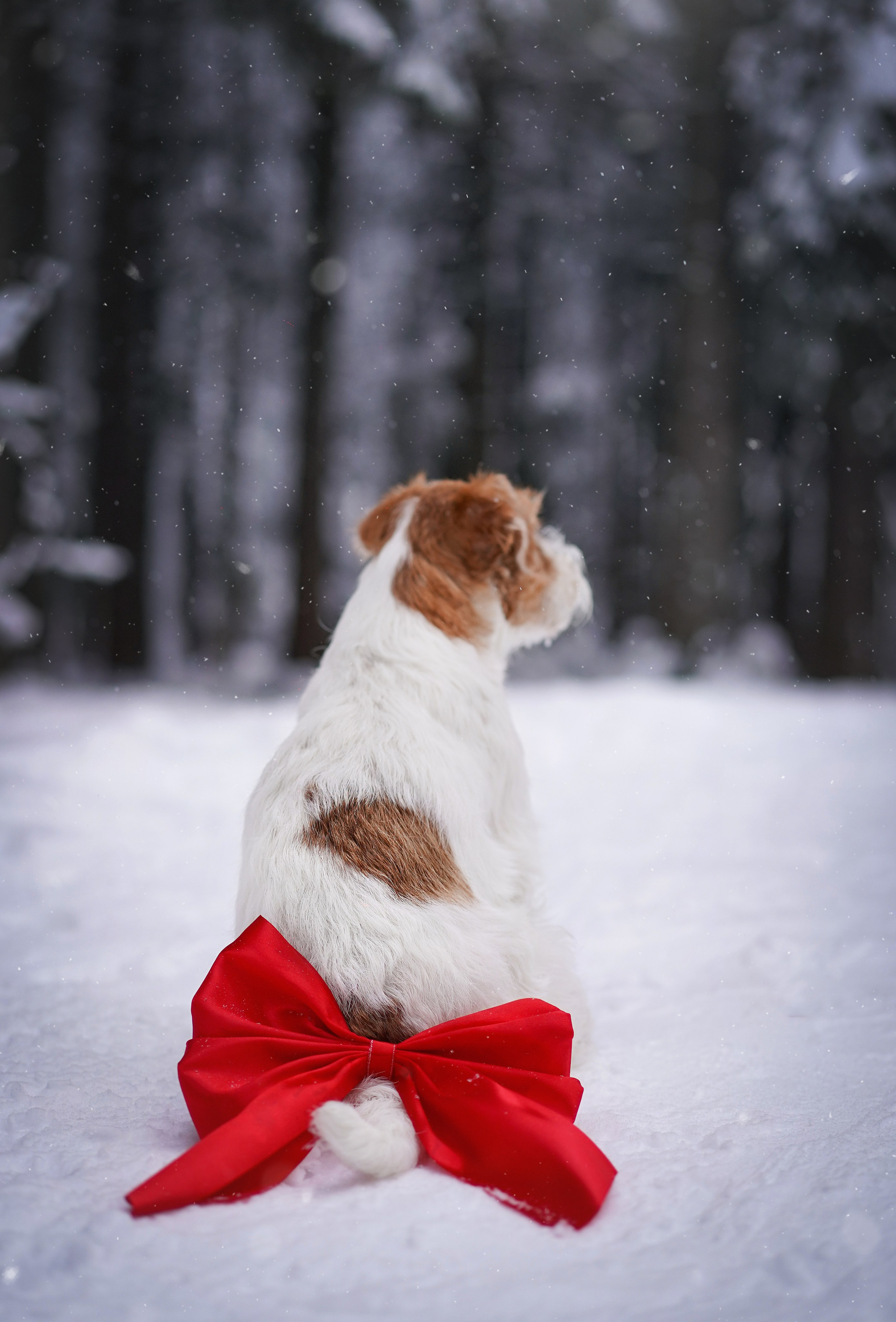 Люба и Тося. Фотограф-анималист в Санкт-Петербурге Яна Мартынова