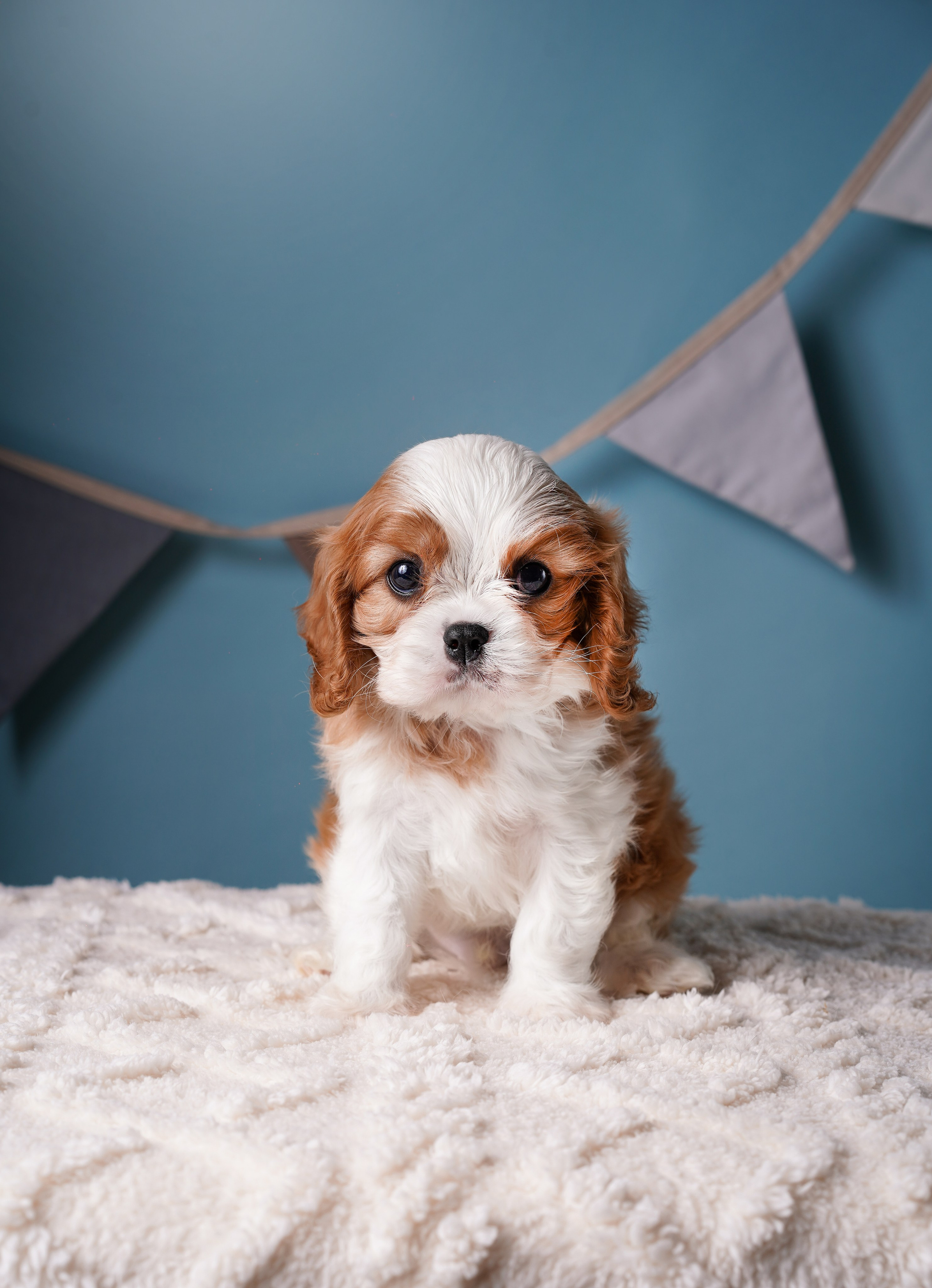 Щенки кавалера. Фотограф-анималист в Санкт-Петербурге Яна Мартынова