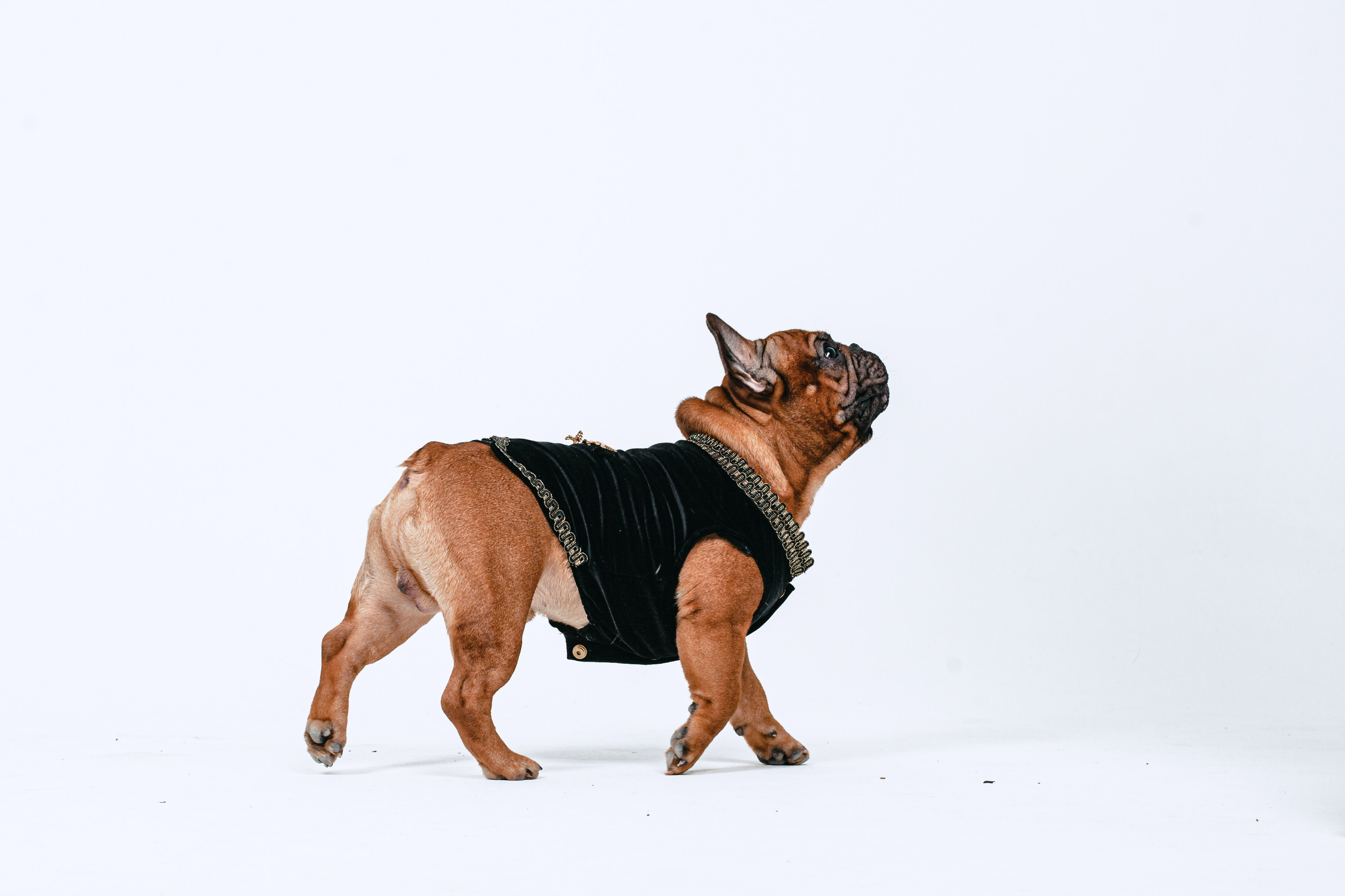 Пижамная вечеринка французских бульдогов и их хозяев. Фотограф-анималист Татьяна Степанова