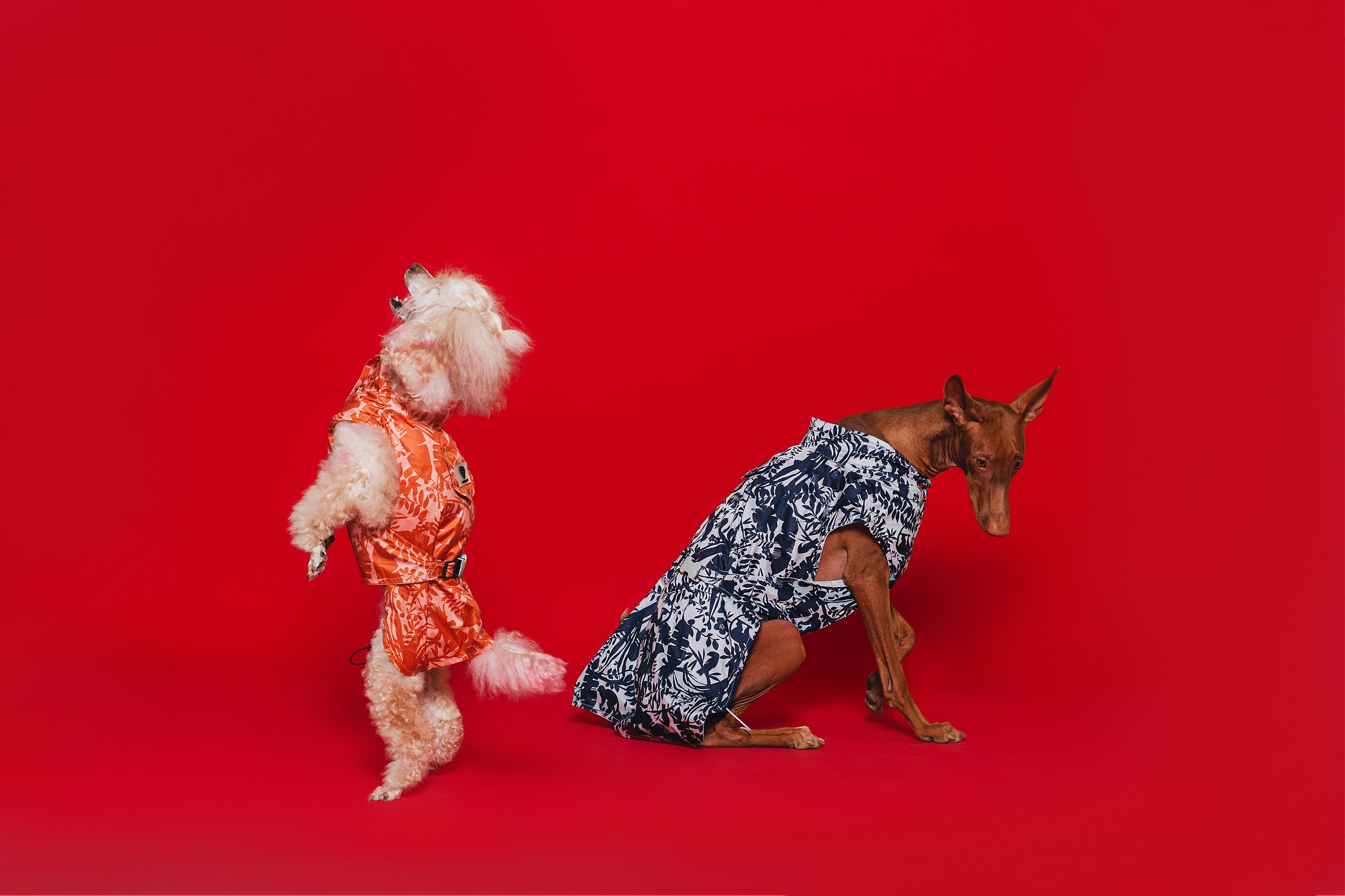 Съемка для бренда TEDDYBOY. Фотограф-анималист Татьяна Степанова