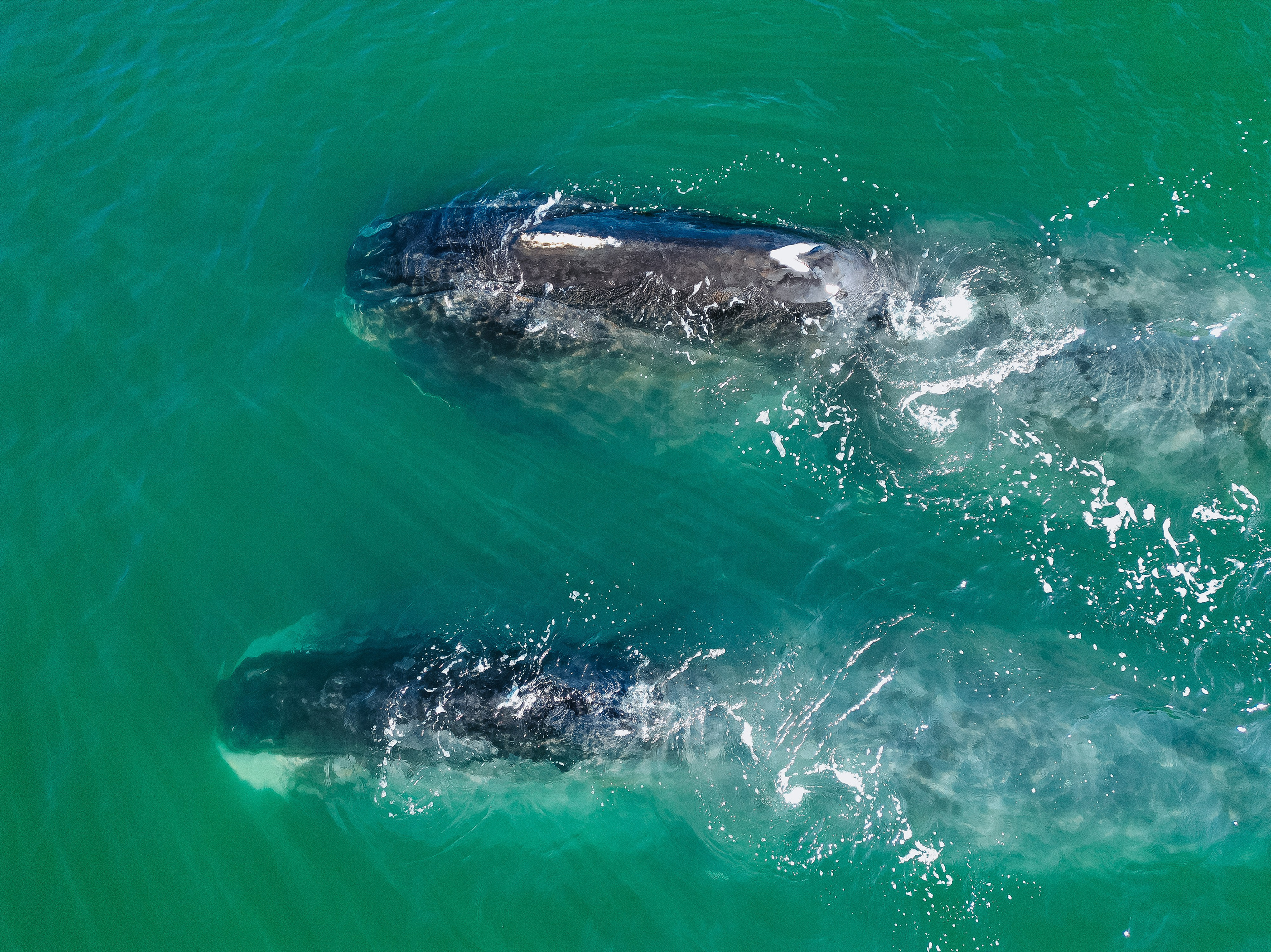 Animals. Николай Филиппов Event & Concert Photographer Москвf