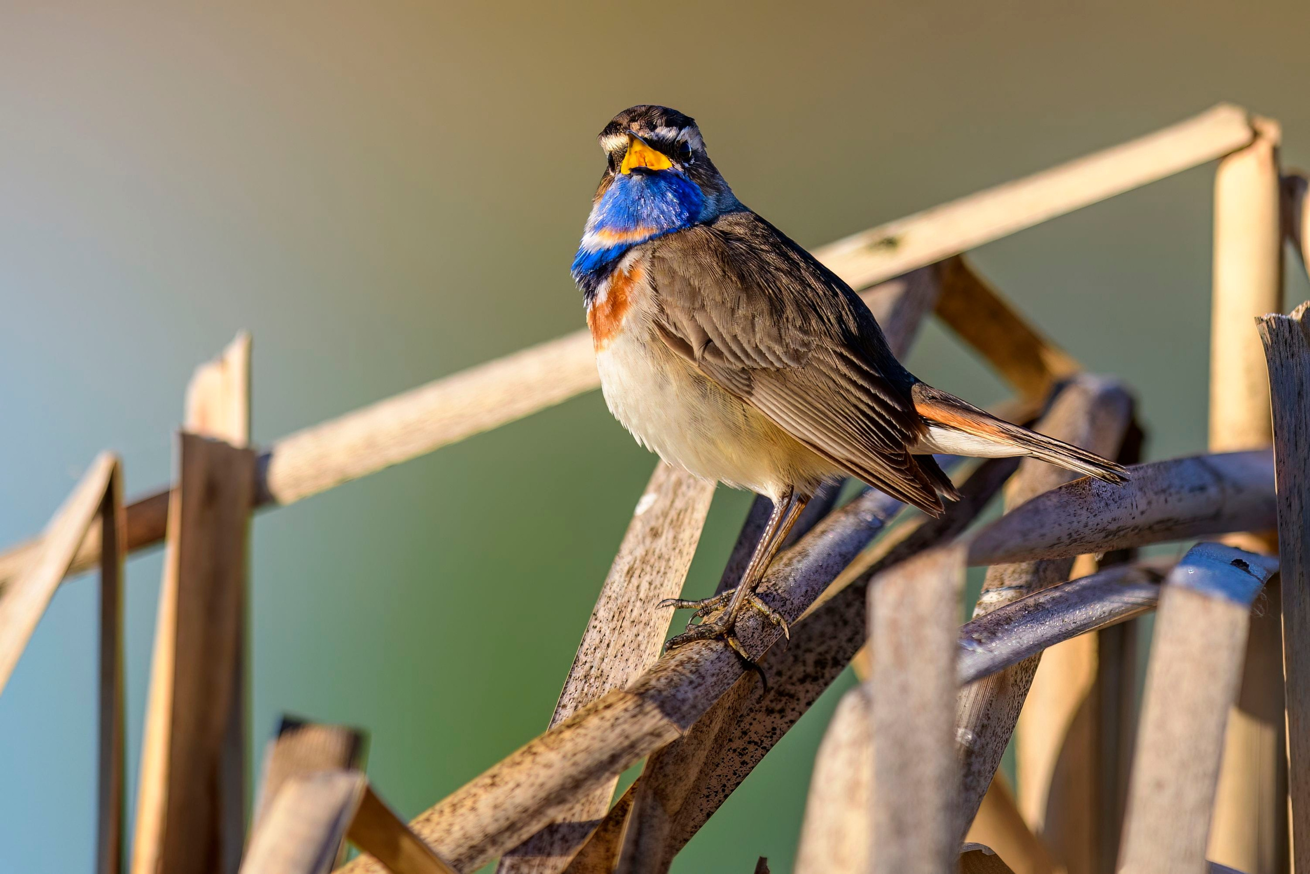 Варакушка. Фотограф Сергей Пупонин