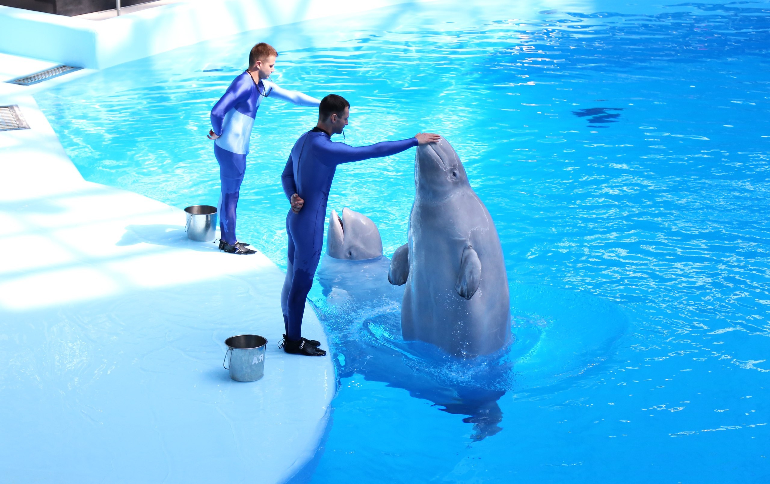 Белуга в дельфинарии, репортажная съемка в Новосибирске