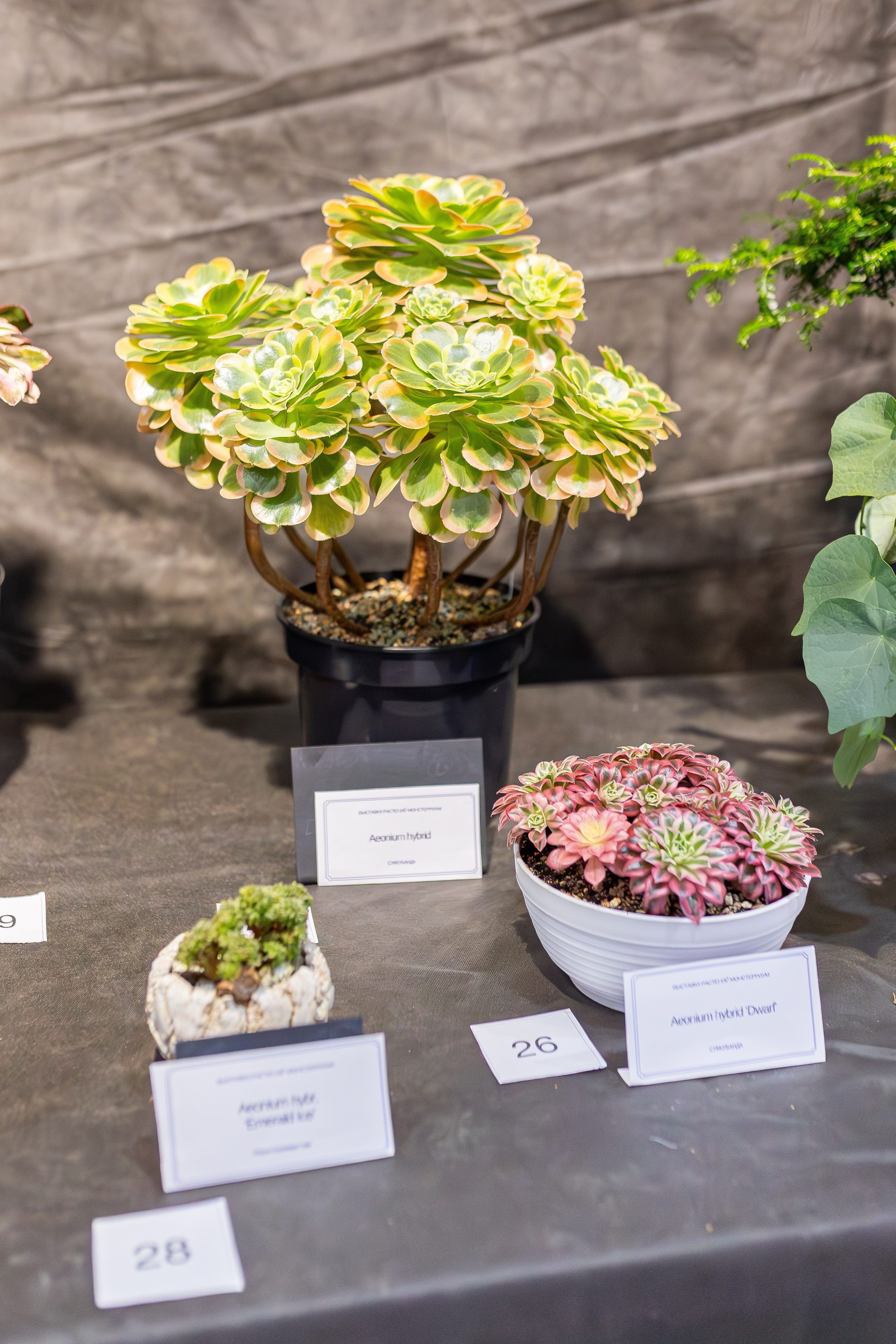 Монстериум апрель 2026. Александра Куликова фотограф, Москва