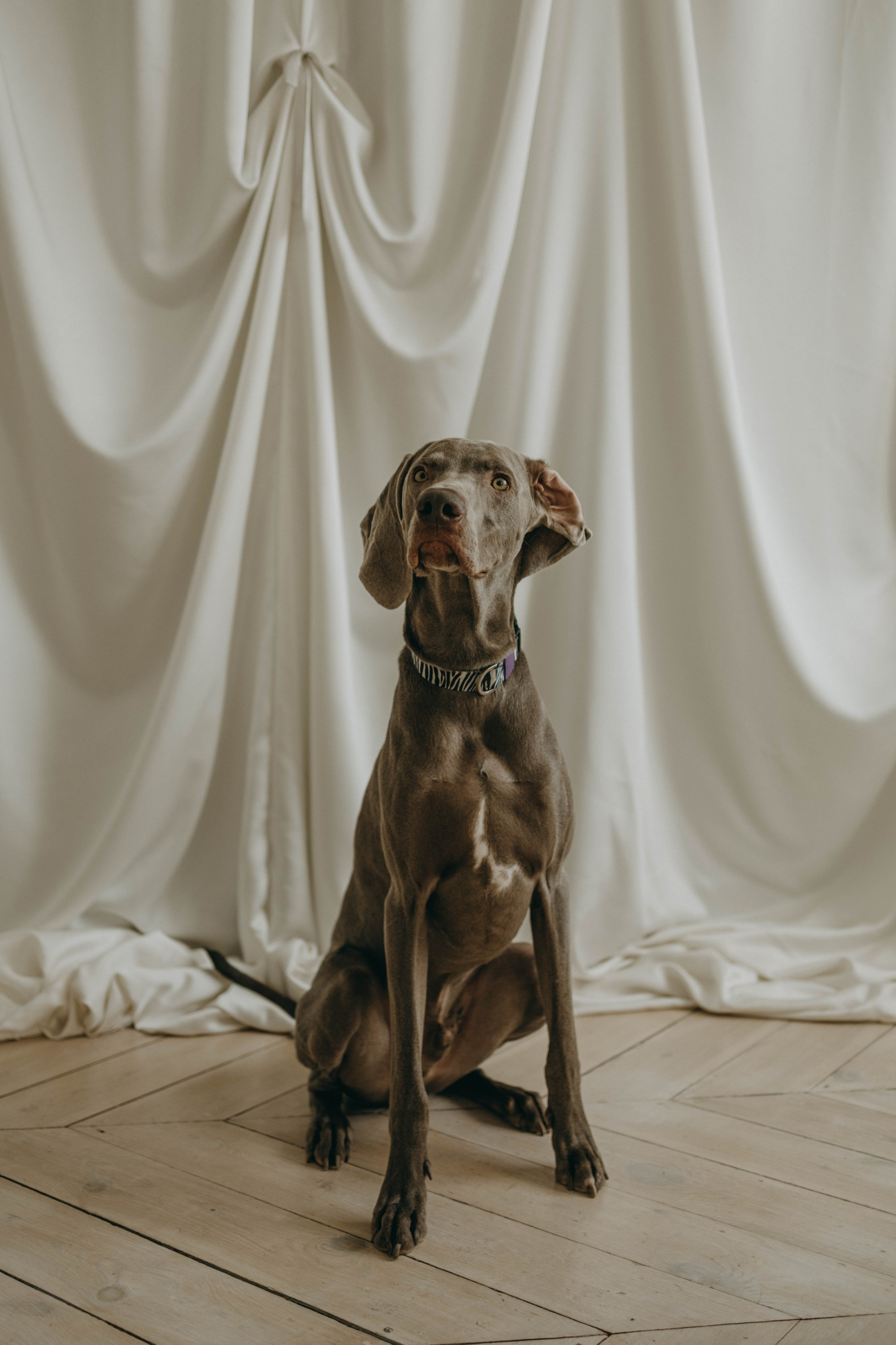 Фотосессия в студии с собакой. Фотограф-анималист в Екатеринбурге | Кристина