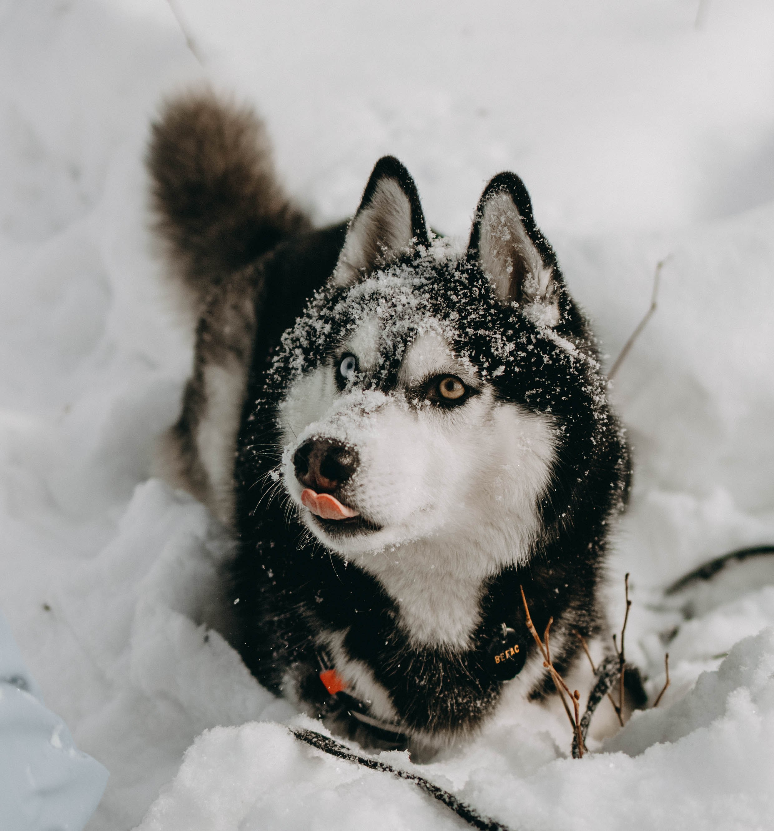 Анна и Вегас. Фотограф-анималист в Екатеринбурге | Кристина