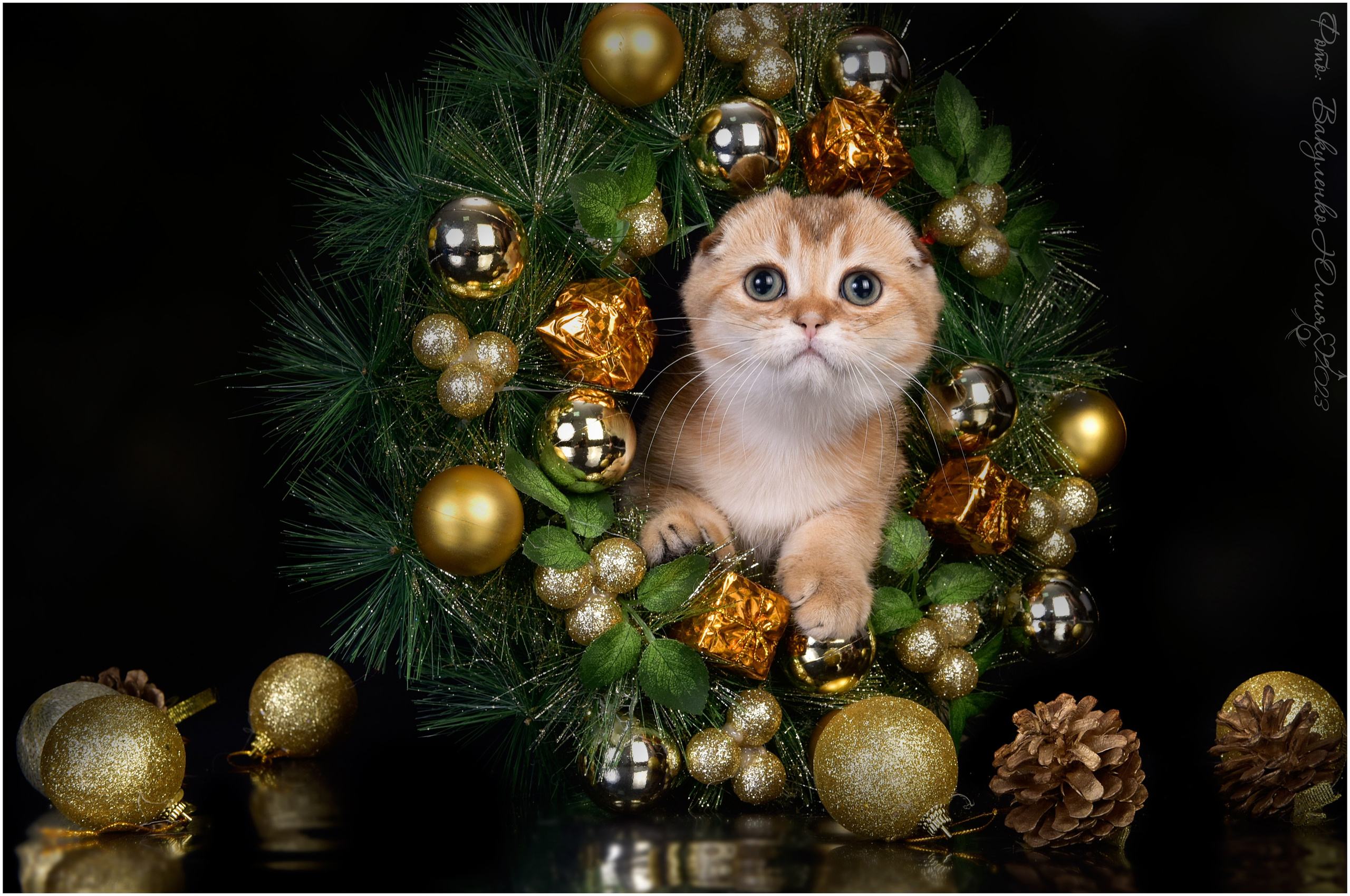 Котята. Фотограф анималист | семейный Юлия Вакуленко, г. Краснодар