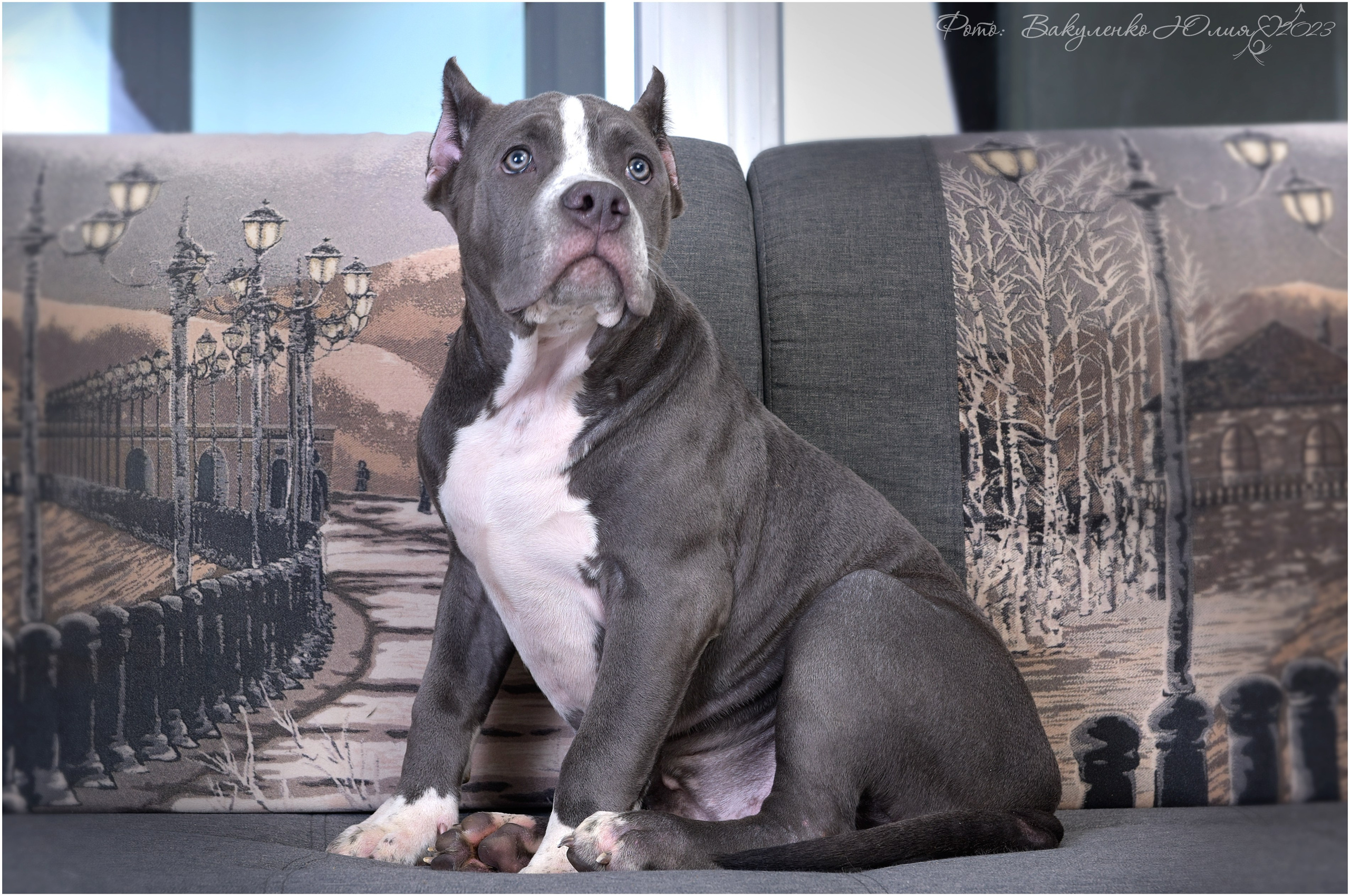 Студийная съемка. Фотограф анималист | семейный Юлия Вакуленко, г. Краснодар