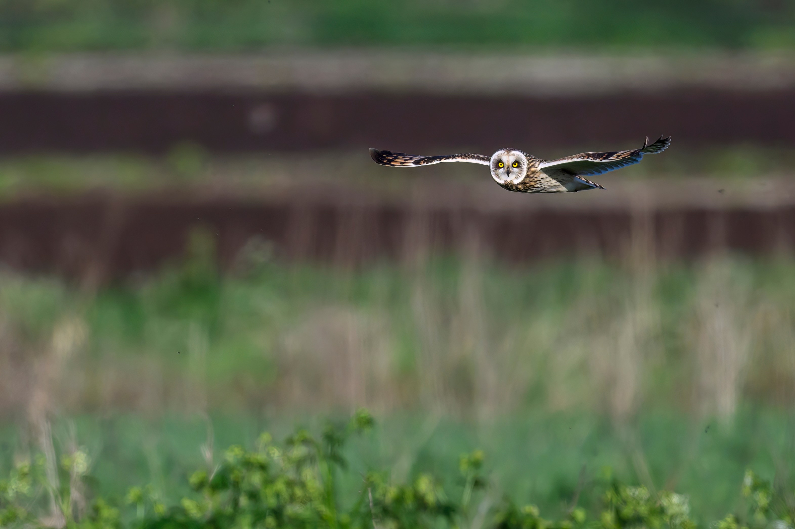 Совы играют в догонялки. Wildlife photography by Sergey Puponin
