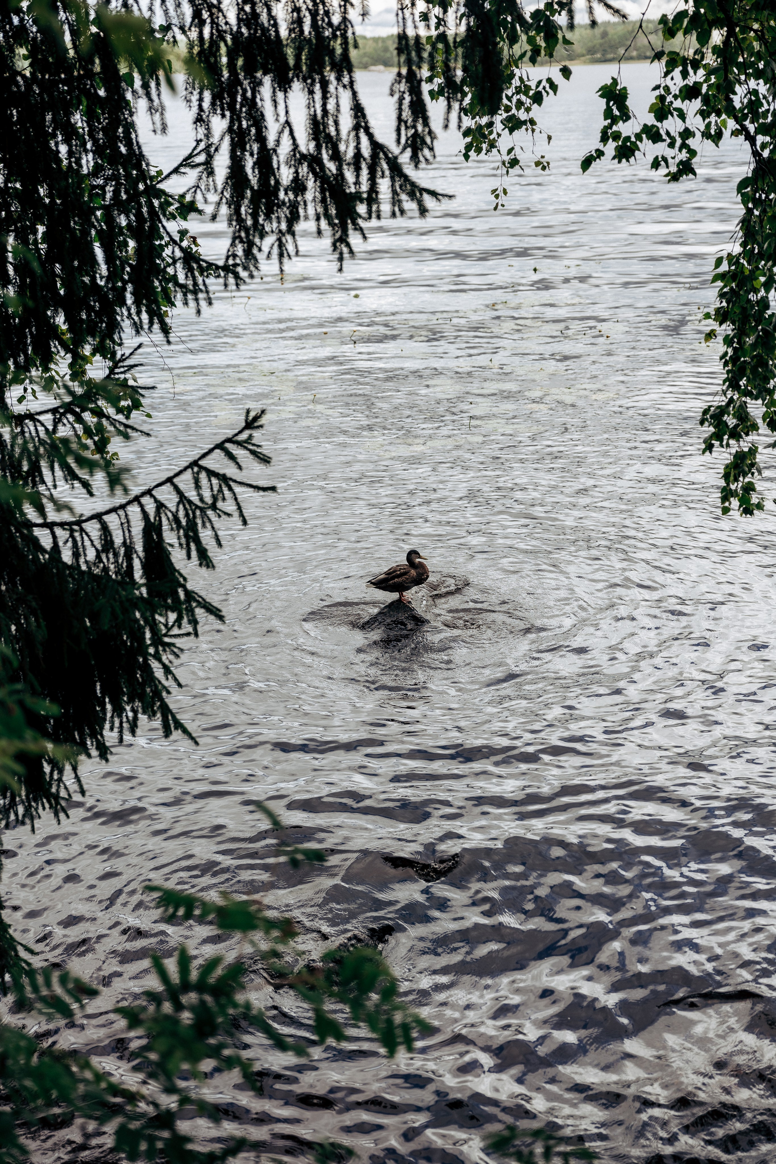 Фотосессия в лесу. Профессиональный фотограф в Санкт-Петербурге Александр Волосенцев
