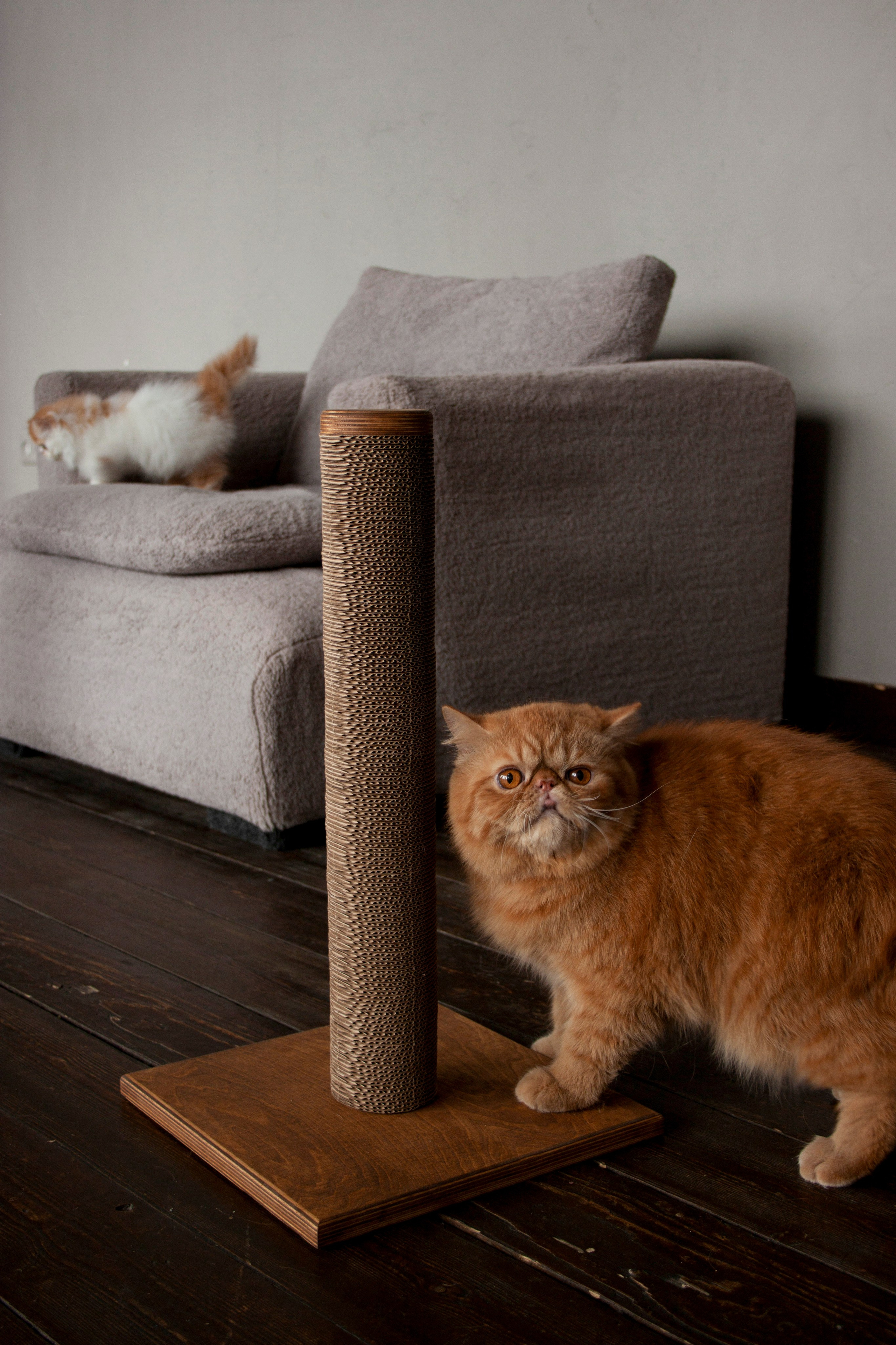 Работа с Tommy cat. Oksan_photo