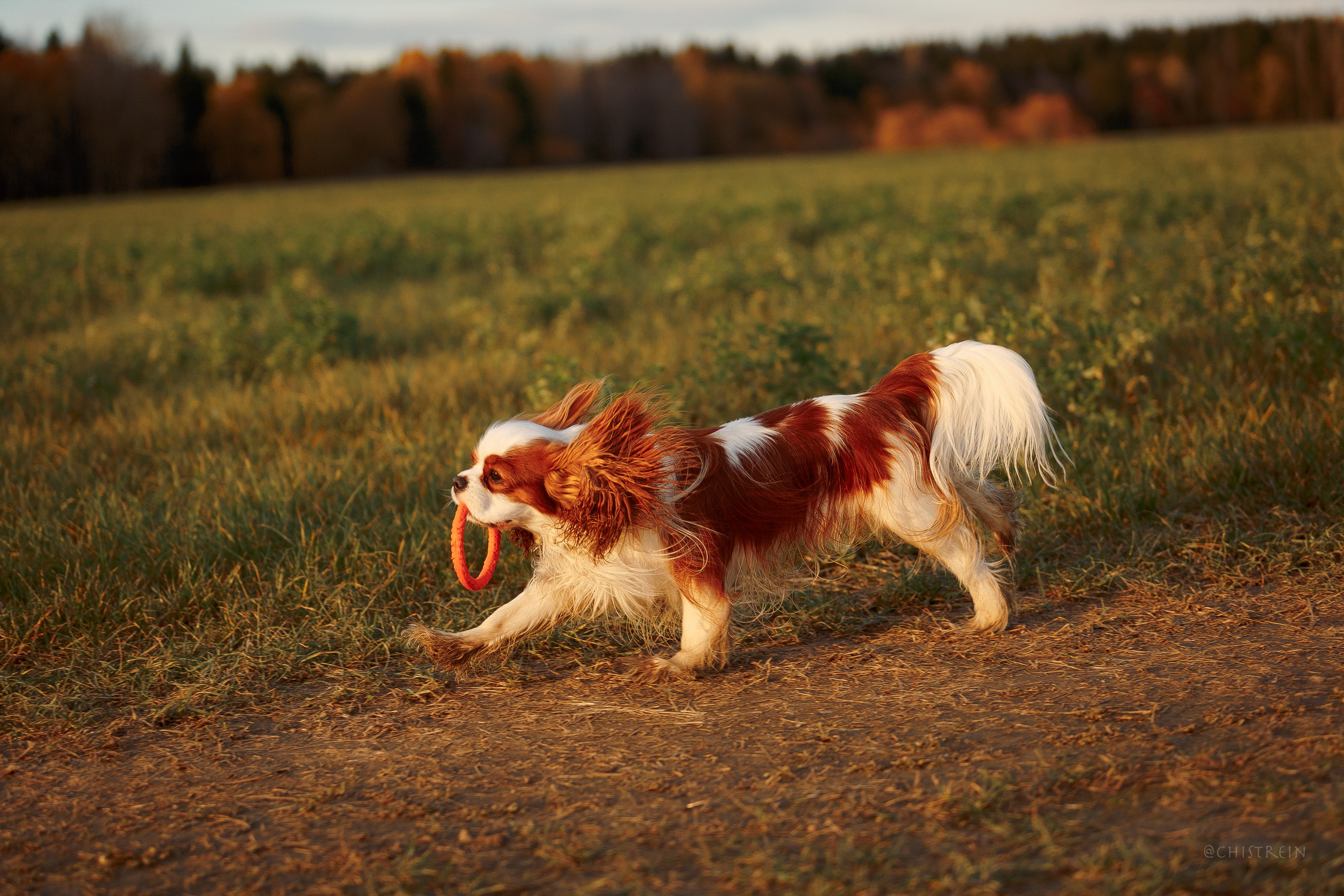 Октябрьский закат в полях. Алина и Лео. Фотограф-анималист Наталия Чистюхина в г. Сосновый Бор и ЛО