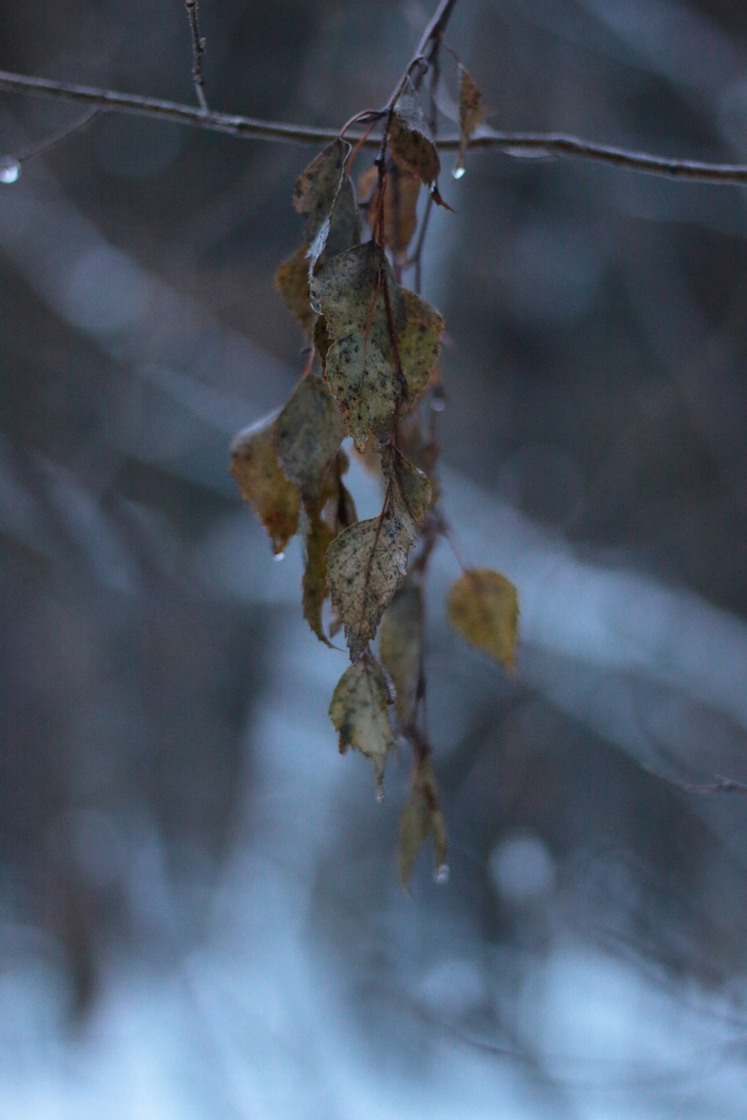 Старое природное, отбирала Katamount (Катерина Горохова). Главная