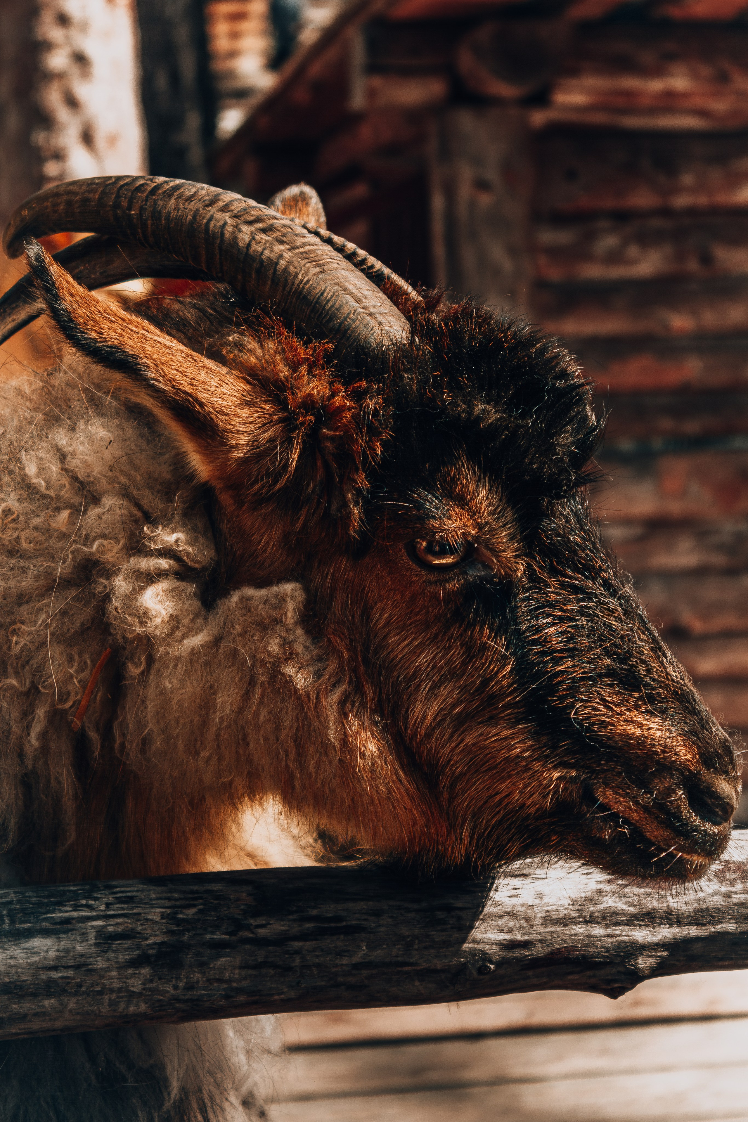 Животные. Фотограф в Новокузнецке