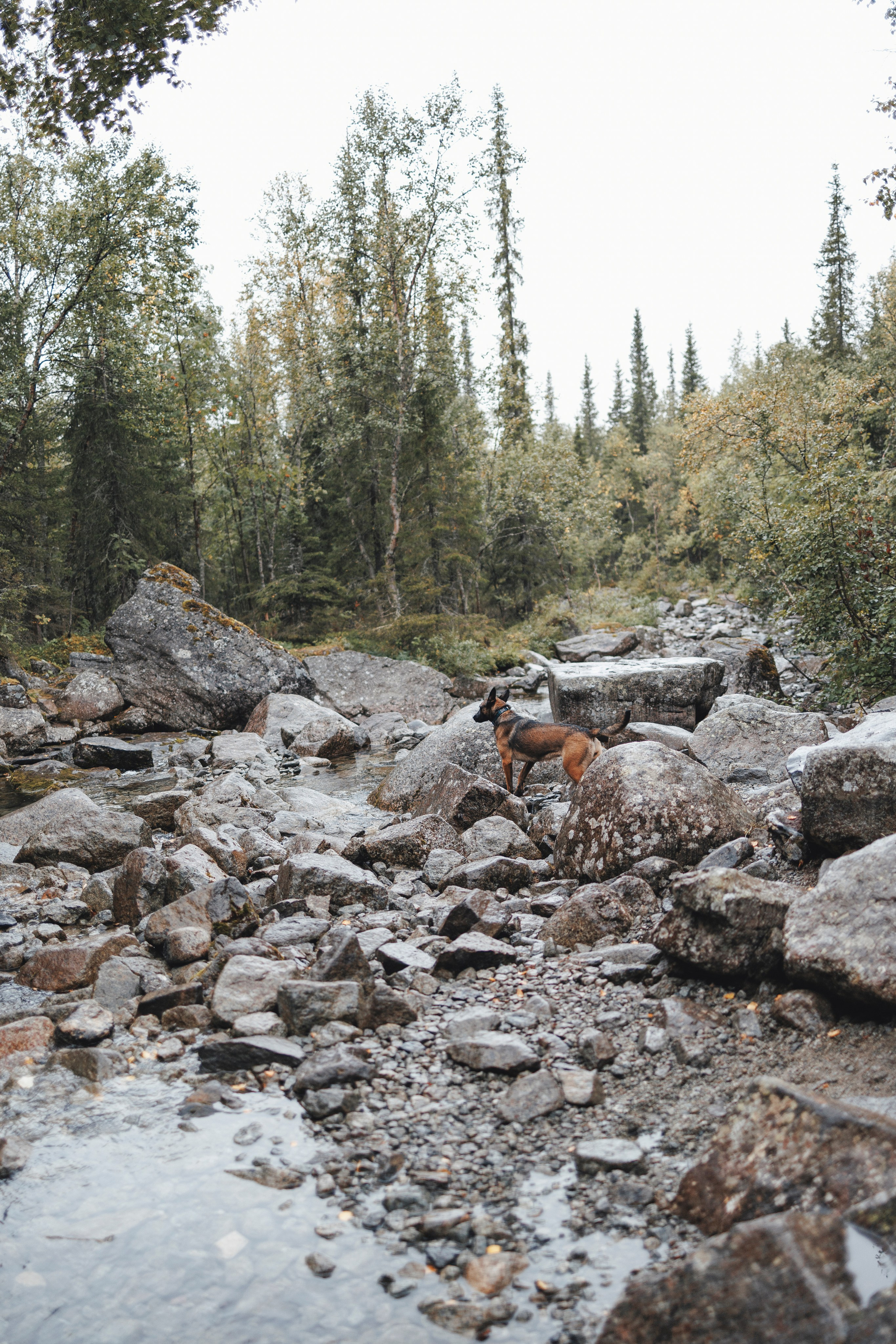 Водопад. Фотограф-анималист Анна Маринич