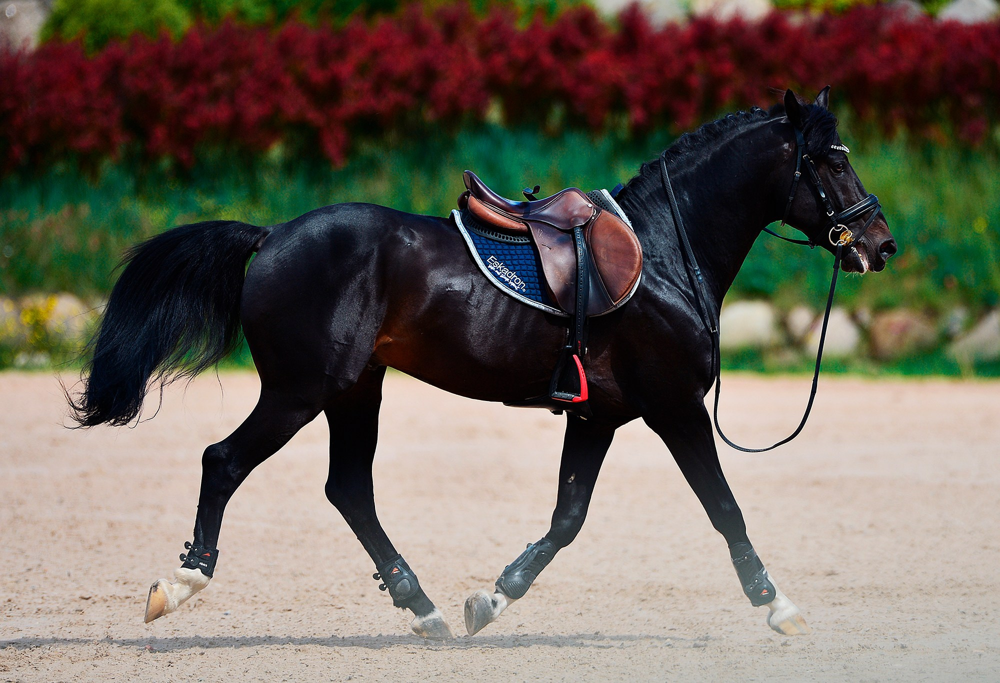 Конкур. Конный фотограф Alesya Safe