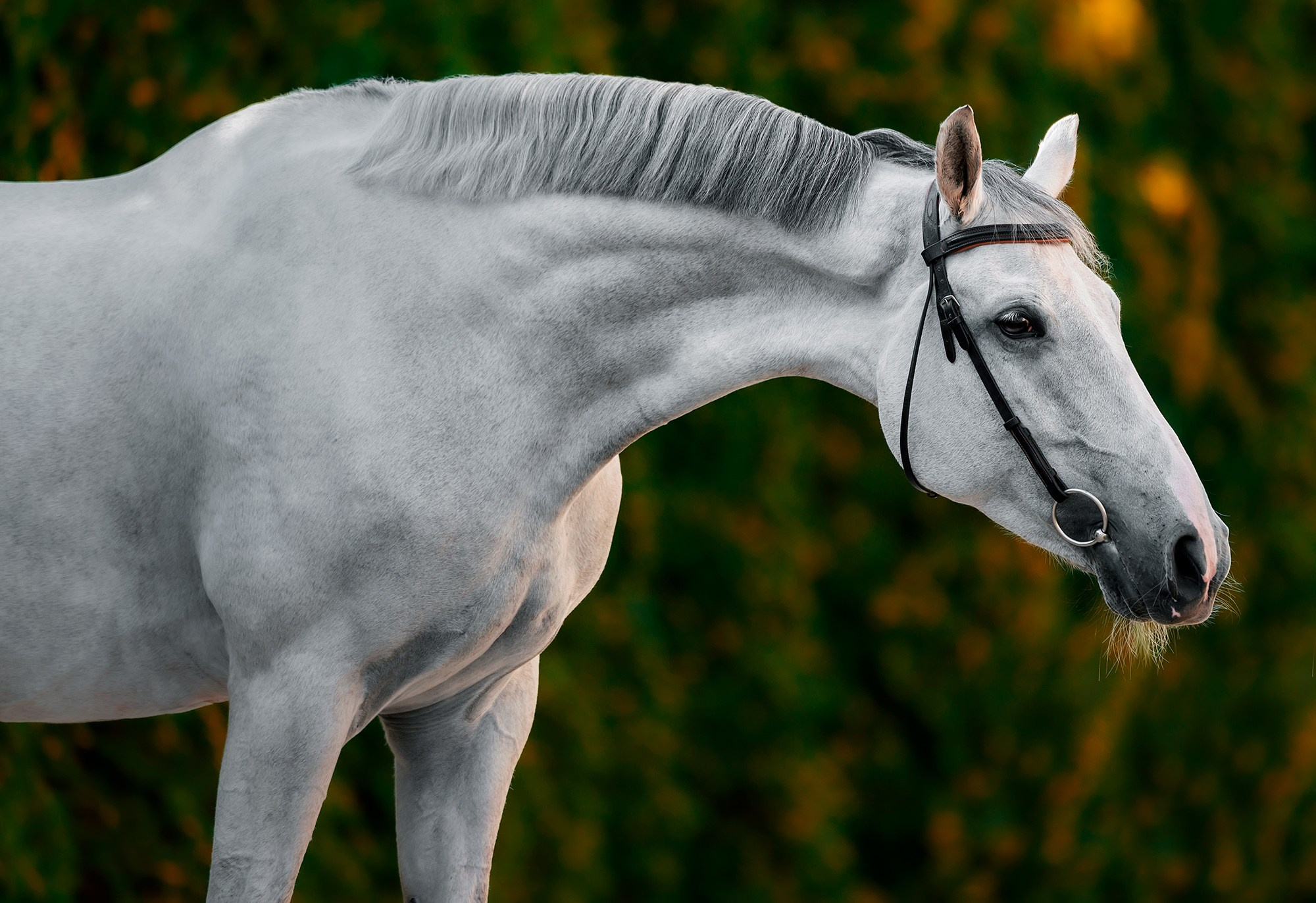 Портреты. Конный фотограф Alesya Safe