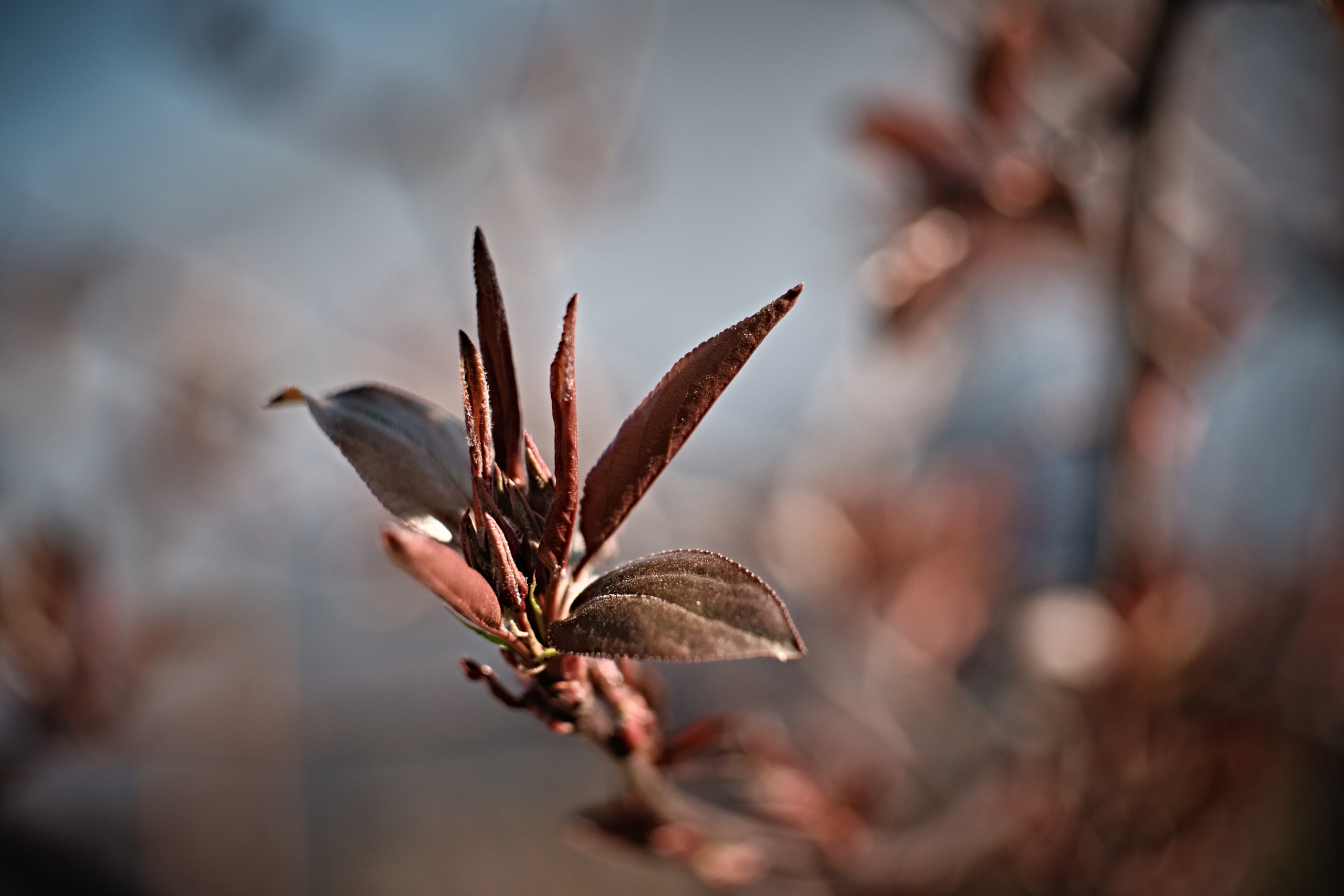 Цветочно-бокешные. Фотограф портретный архитектурный лавстори будуар Санкт-Петербург Виктор Иванов